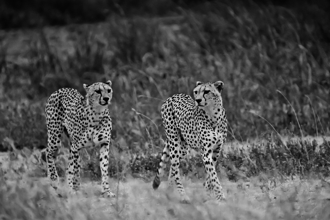 Ghepardi al Ngorongoro