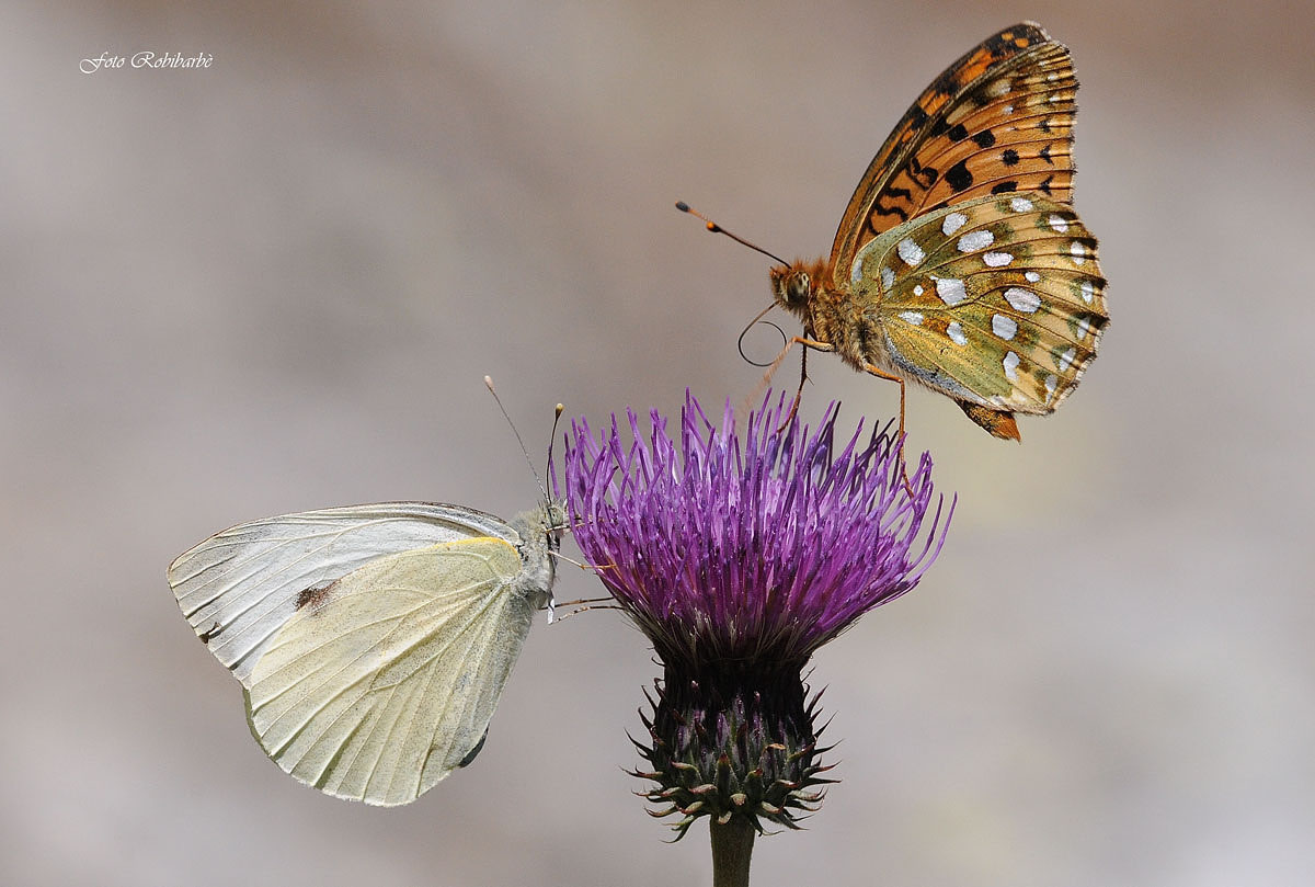 In two on the cardo ...