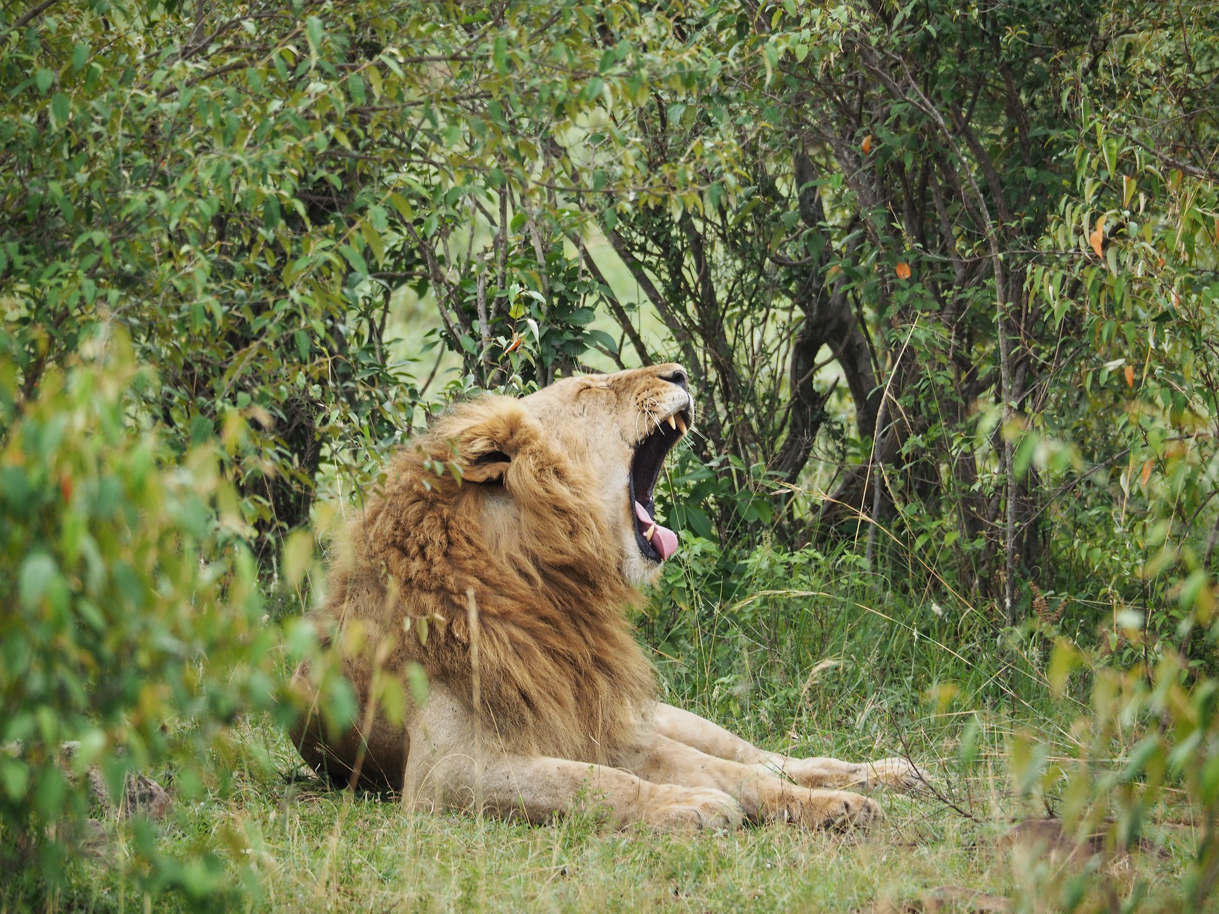 The king is bored !!