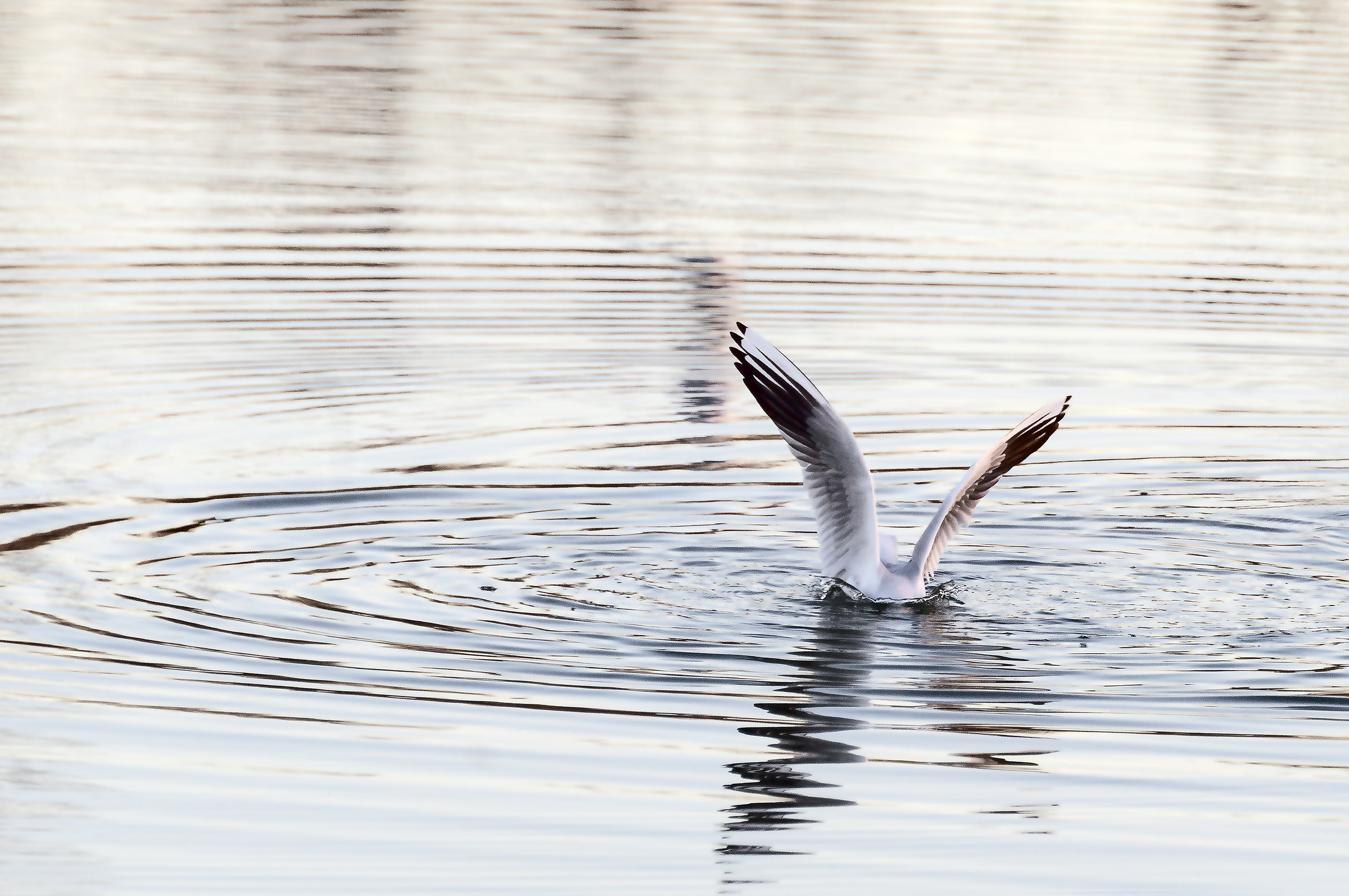 io mi butto lago di chiusi