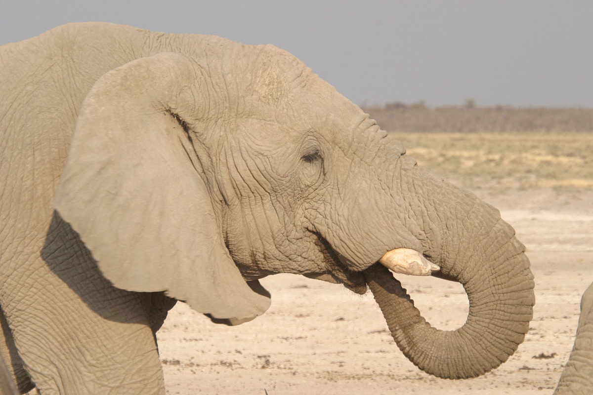 Elefante