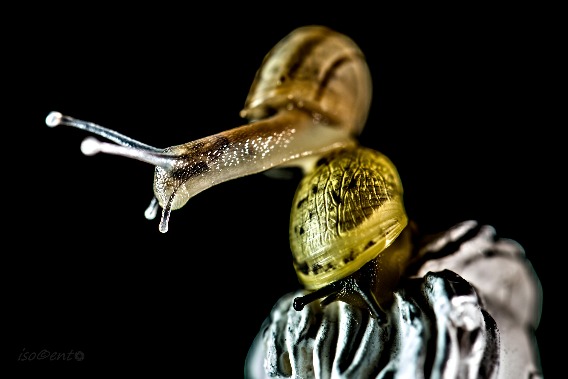 "slow as a snail"? but when ever !!!