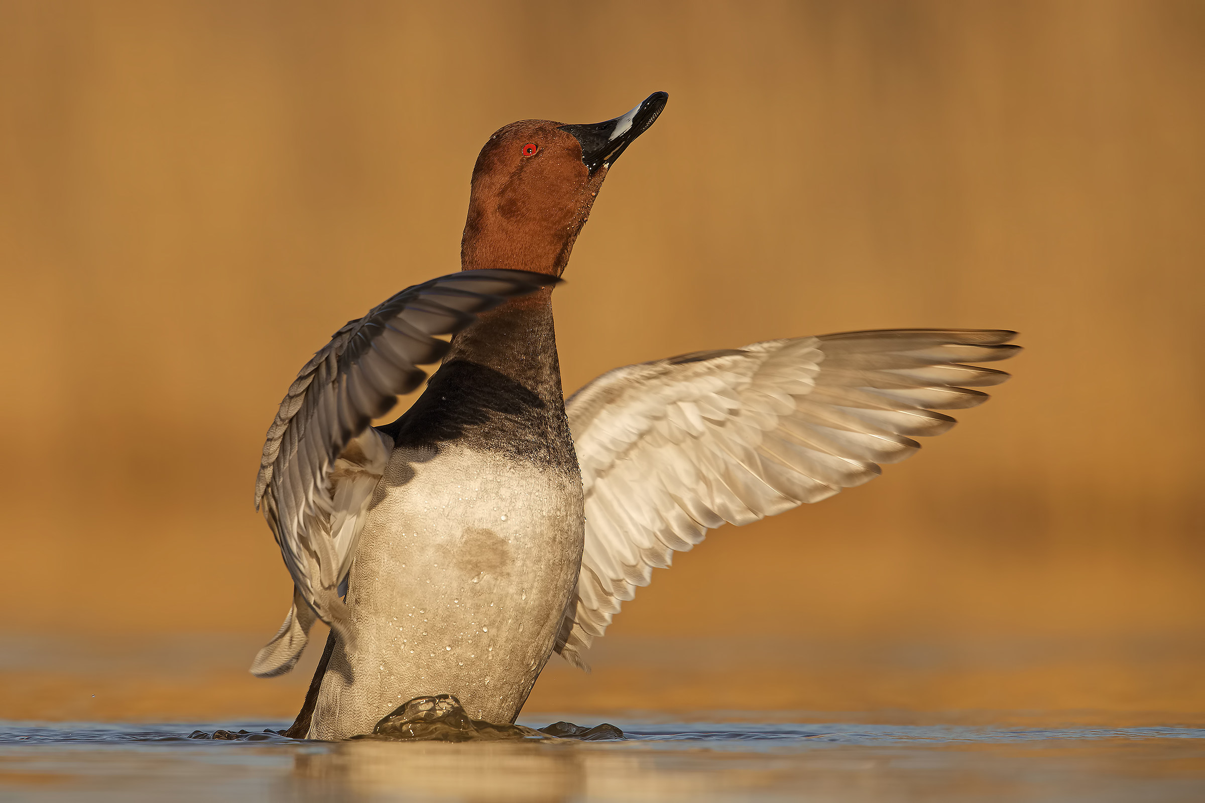 Pochard