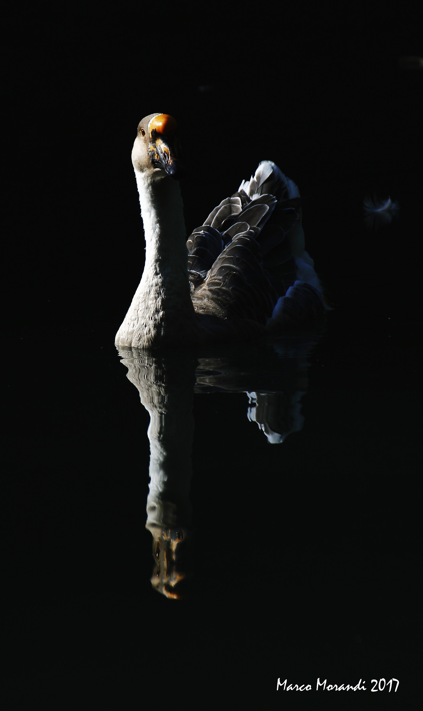 Ducks