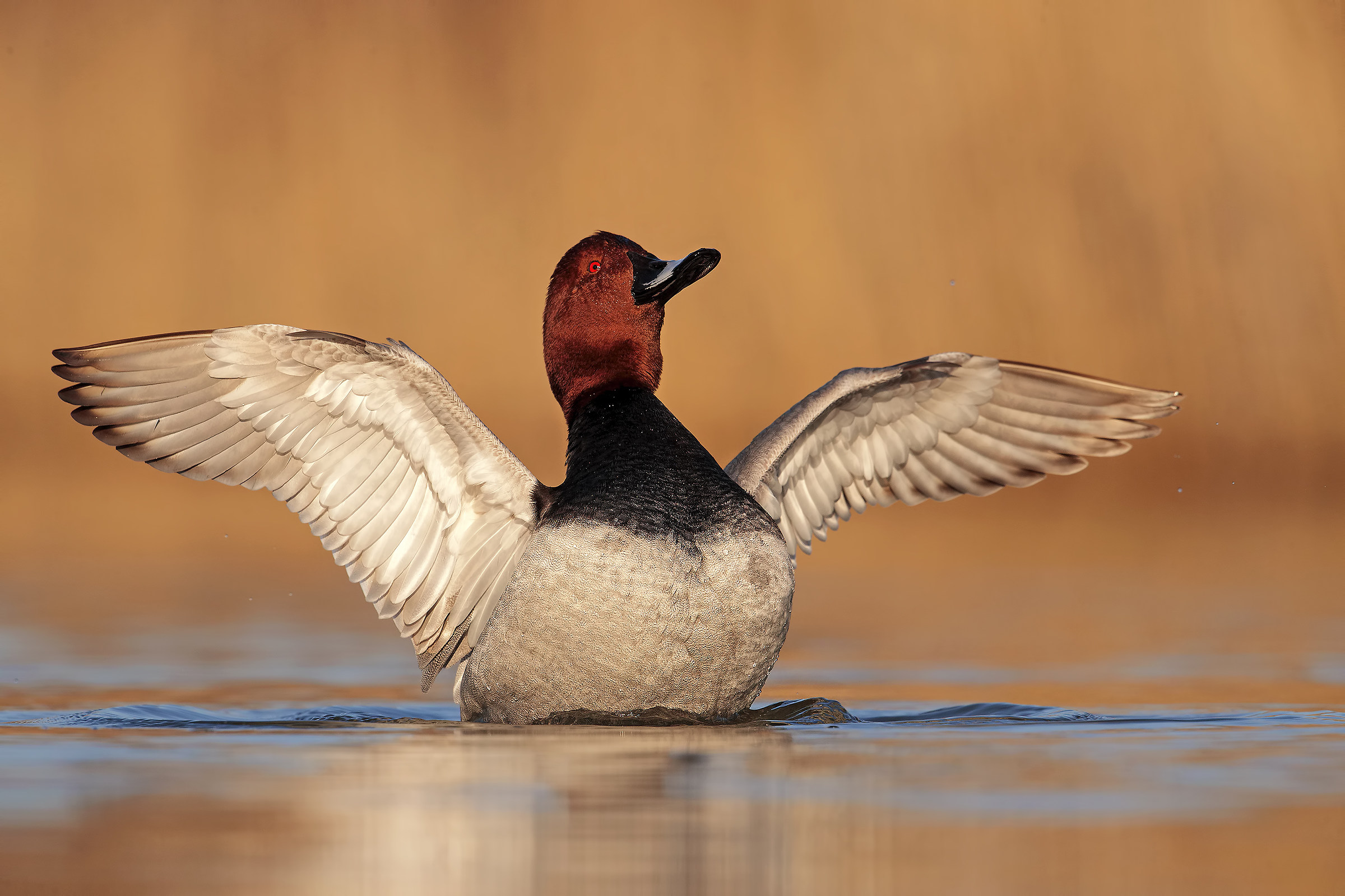 Pochard