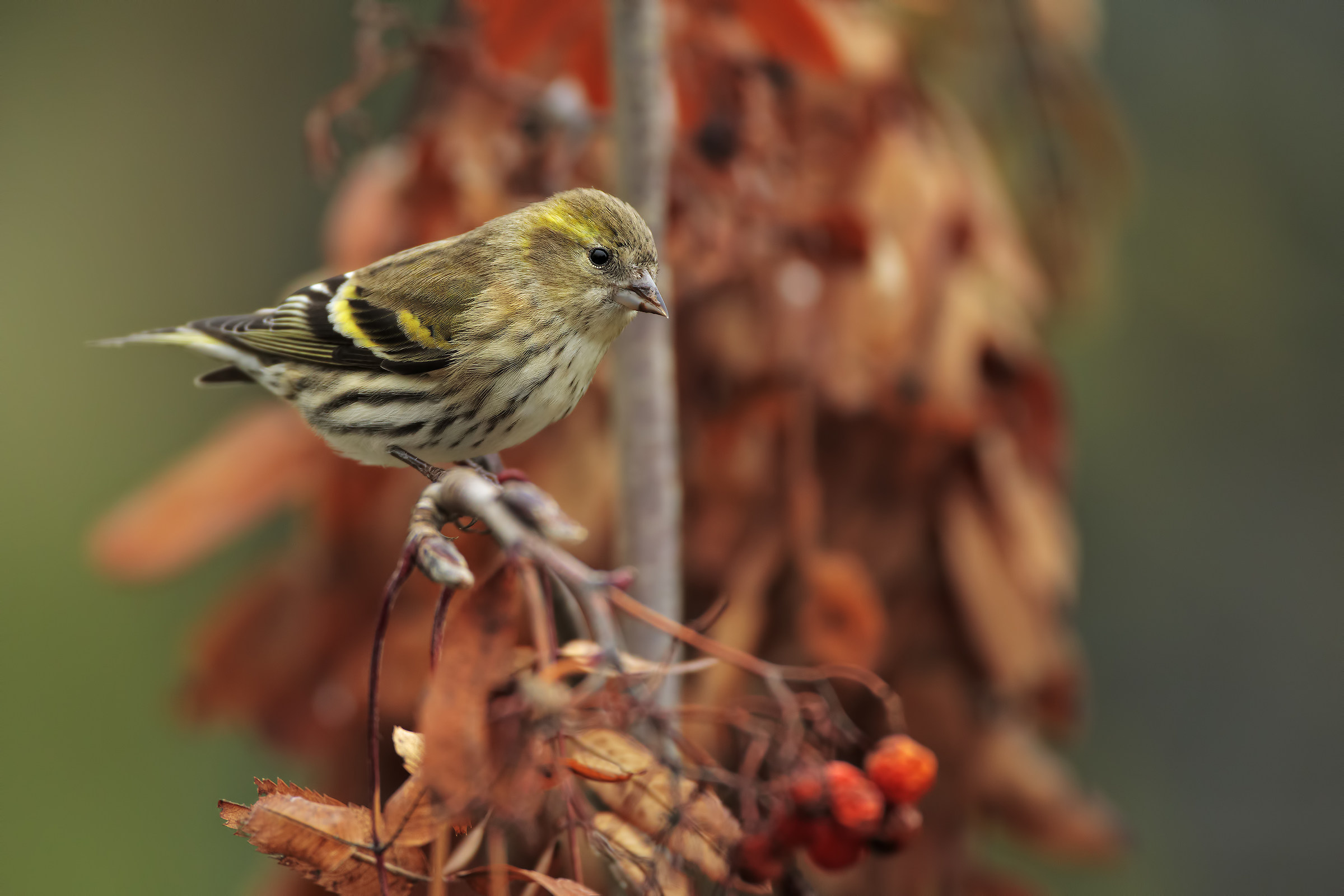 Siskin