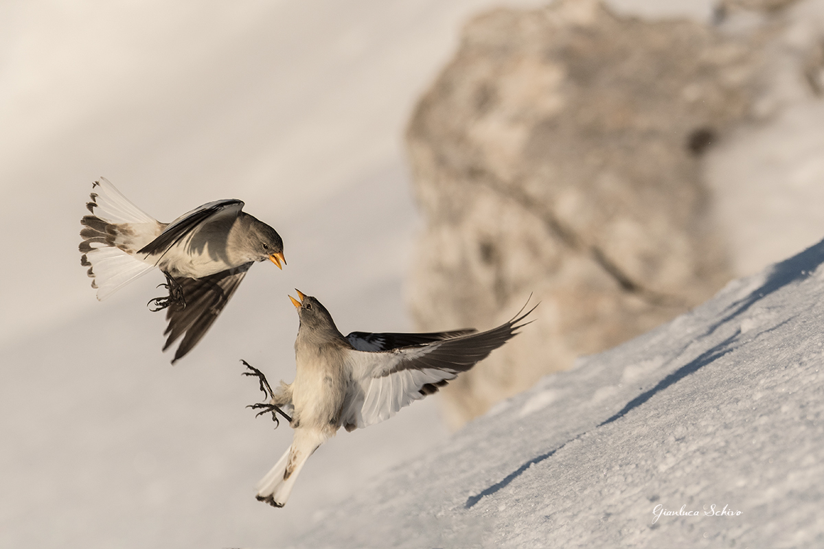 Fights between finches