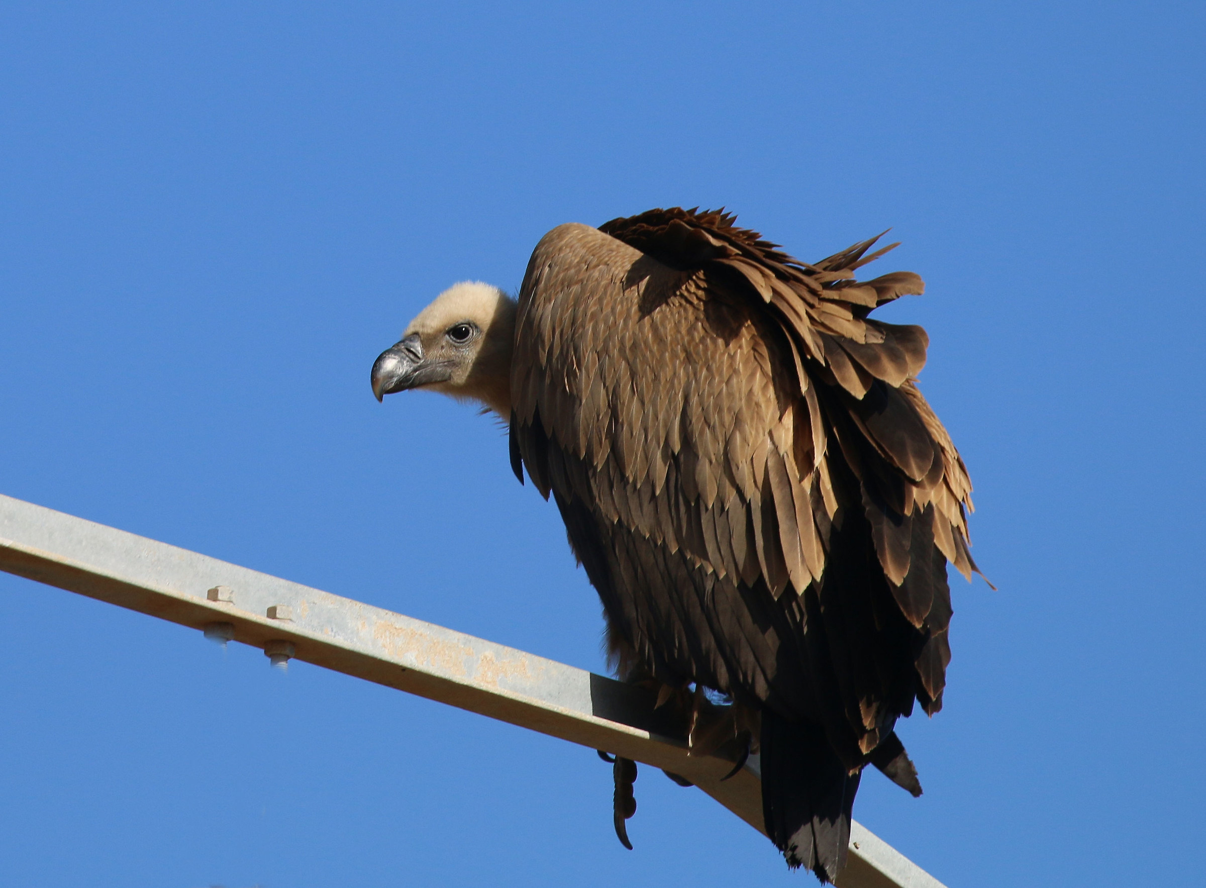 Avvoltoio testabianca