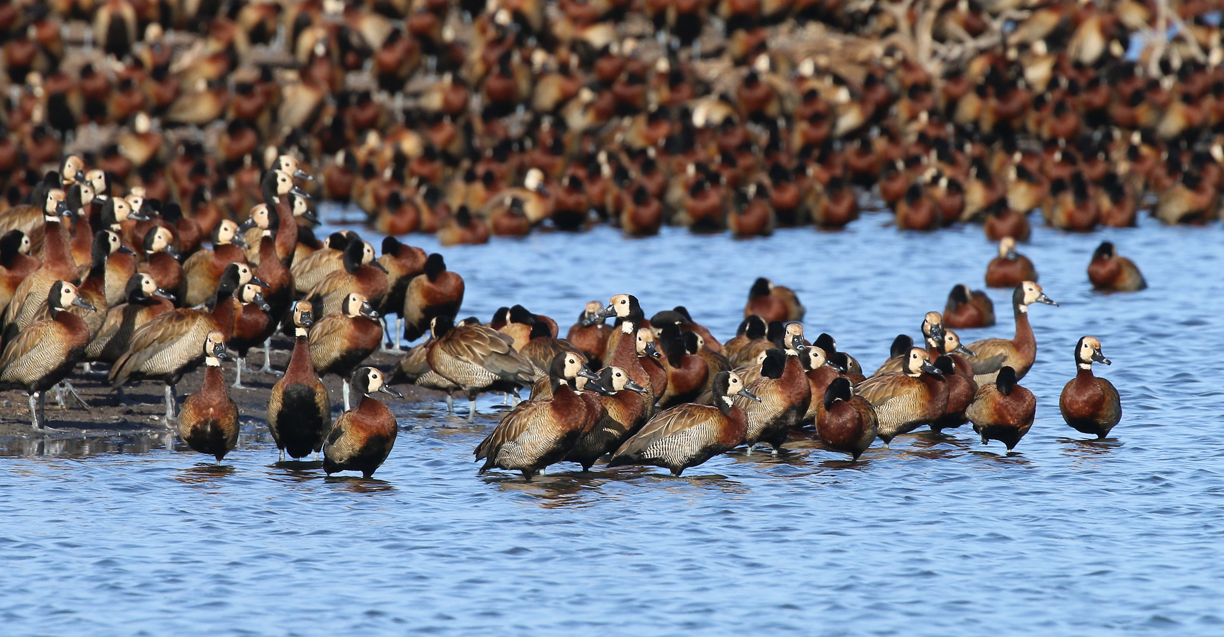 Colonia di Dendrocigne facciabianca