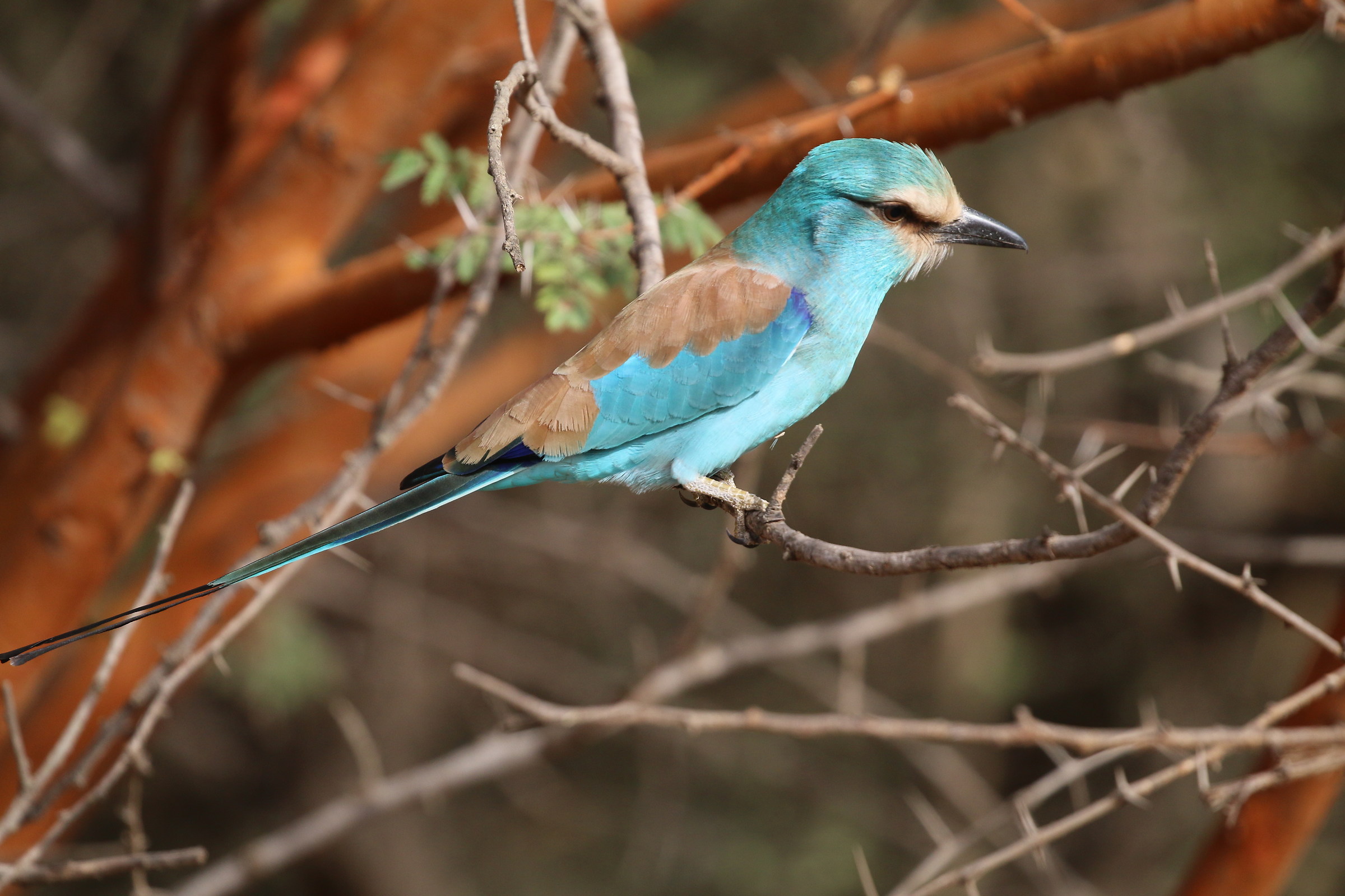 Ghiandaia marina abissina
