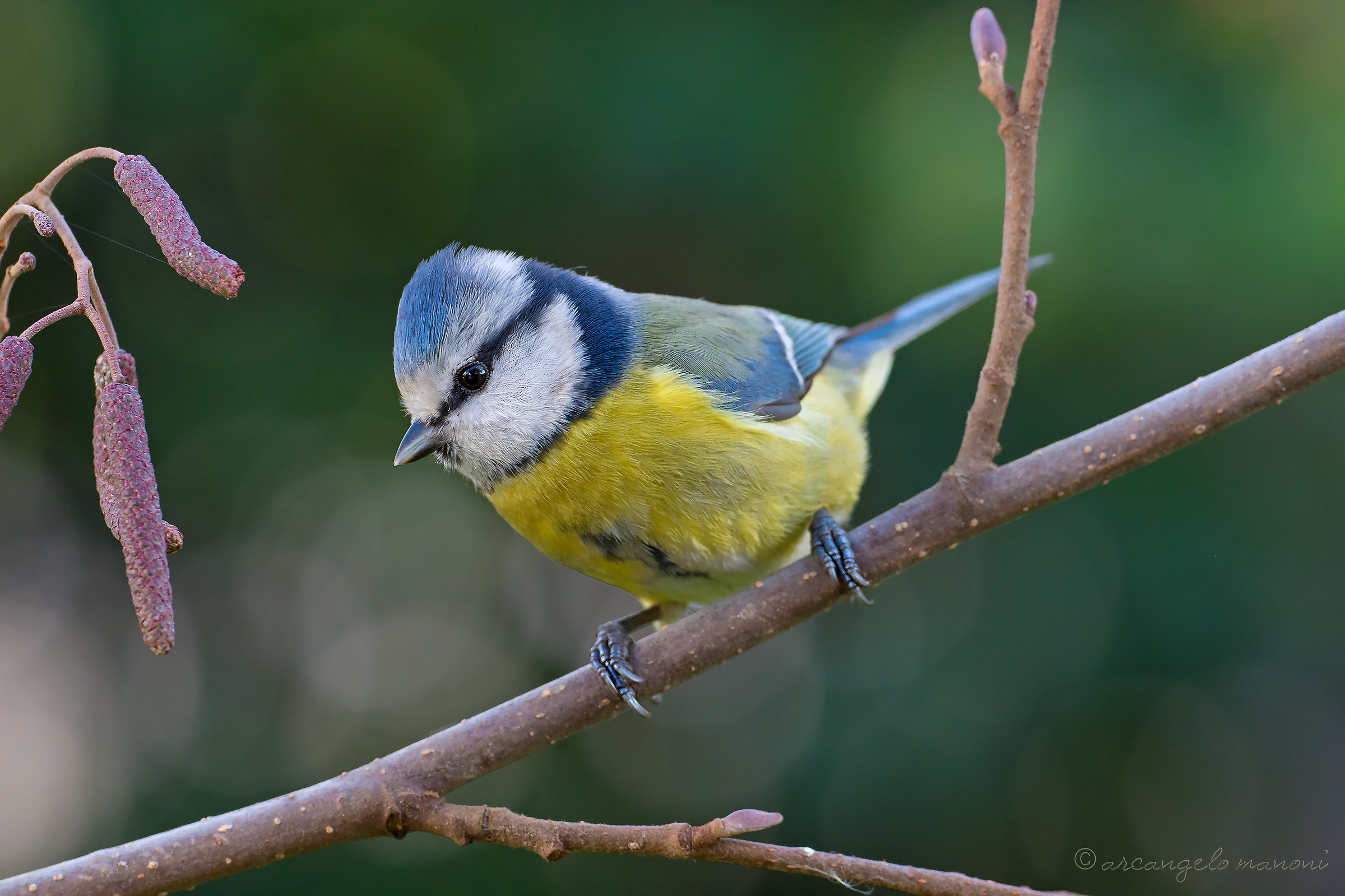 Early morning blue tit