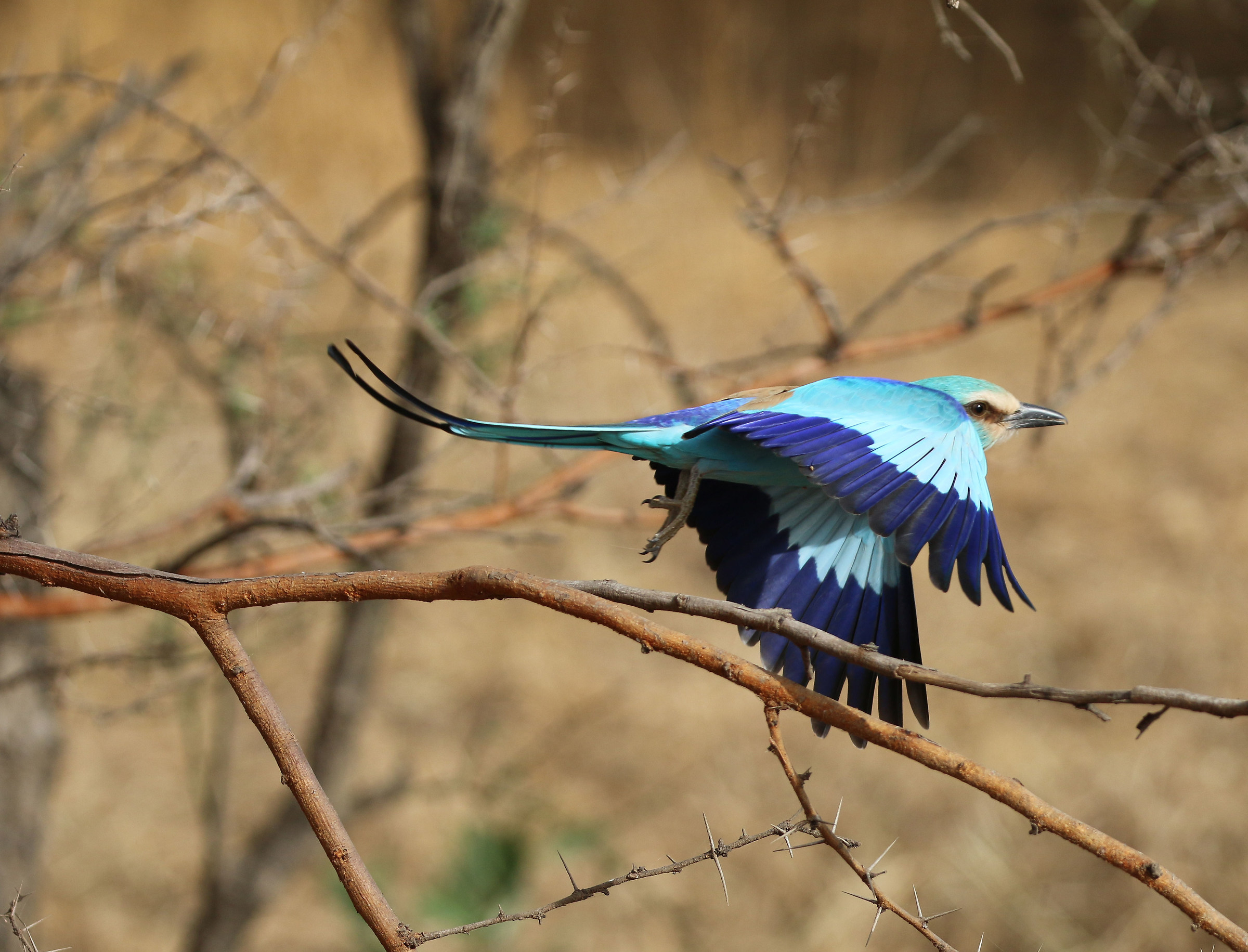 Ghiandaia marina abissina