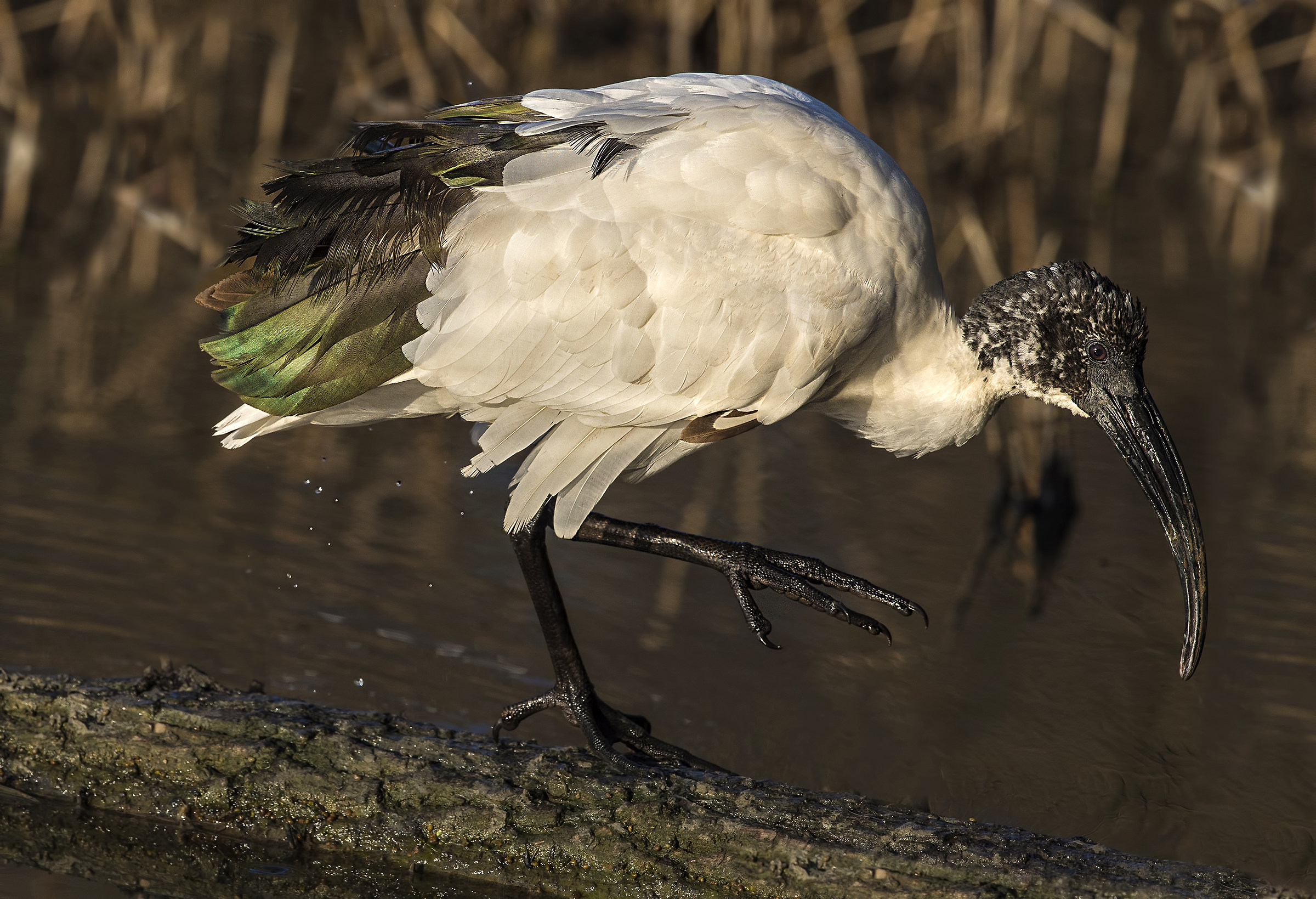 sacred ibis