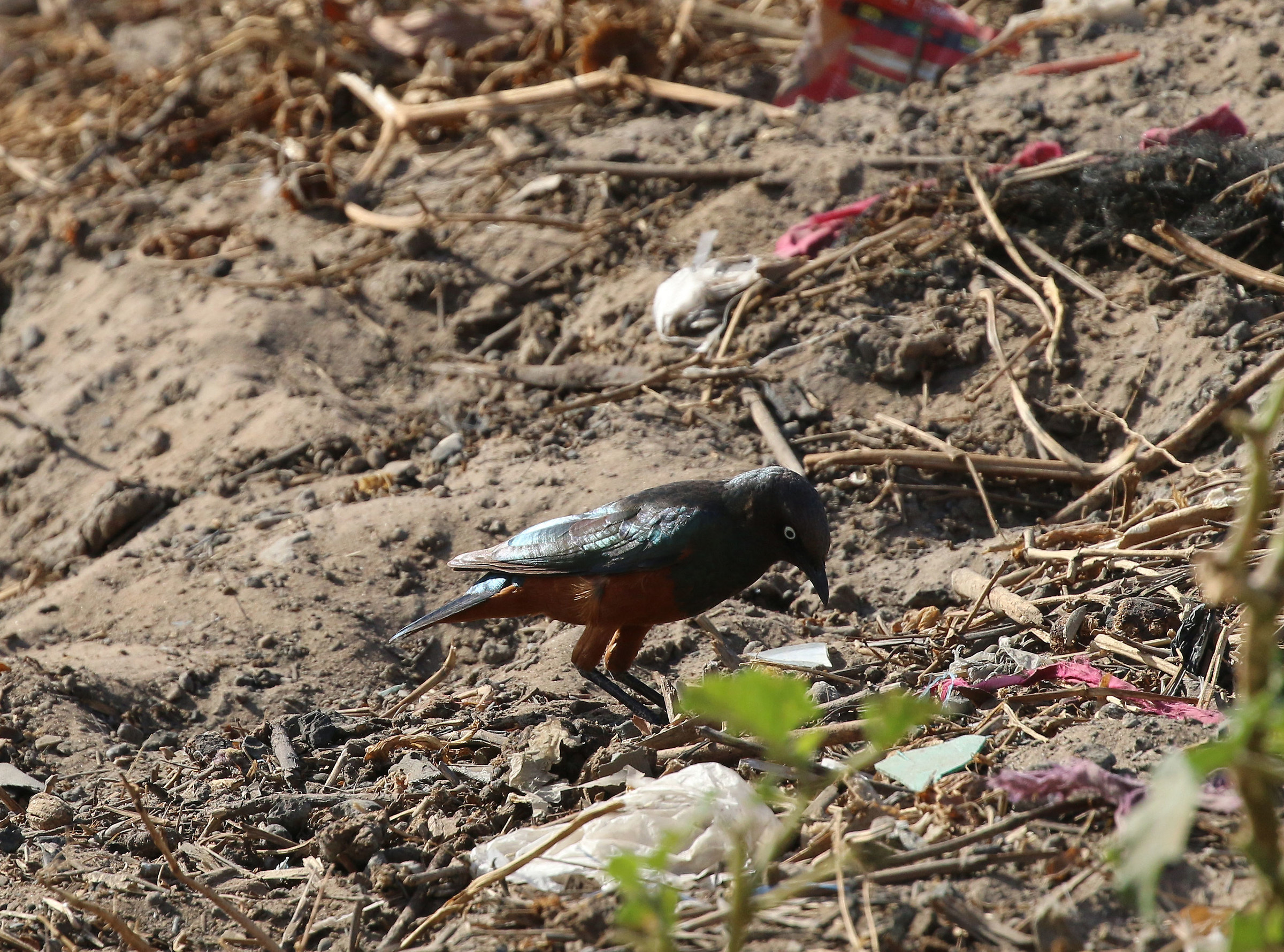 Storno panciacastana