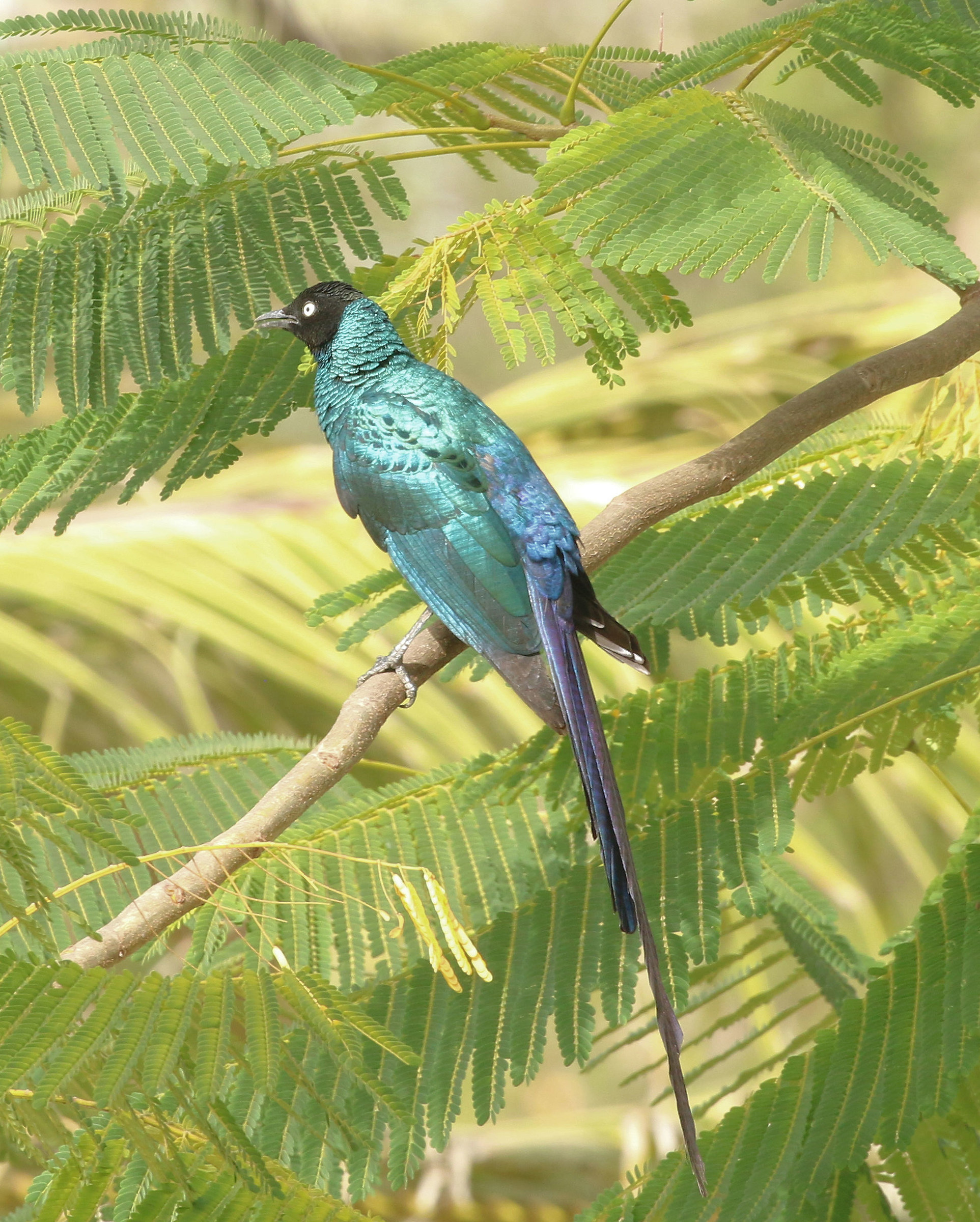Storno splendente codalunga