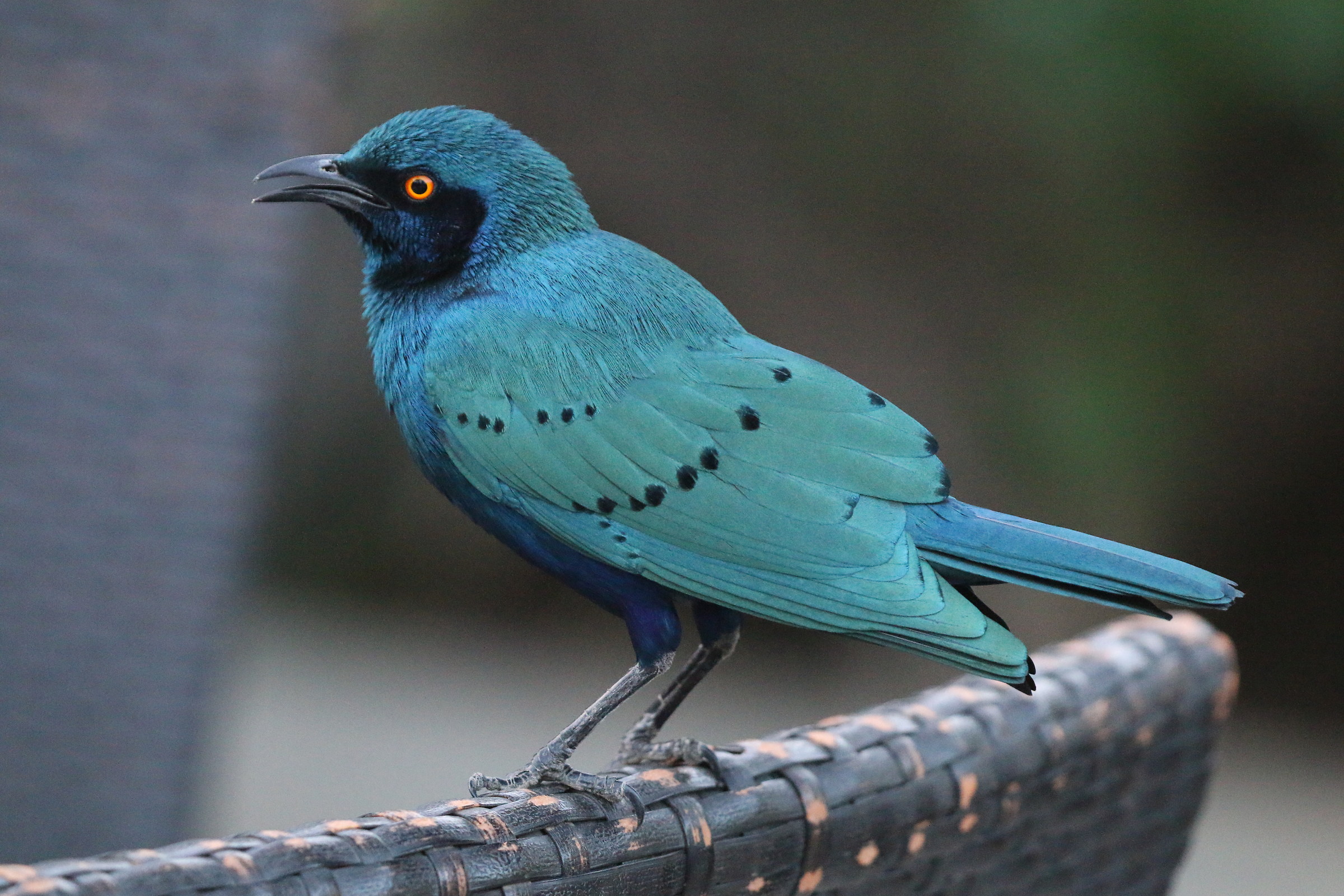 Storno splendente guanceblu