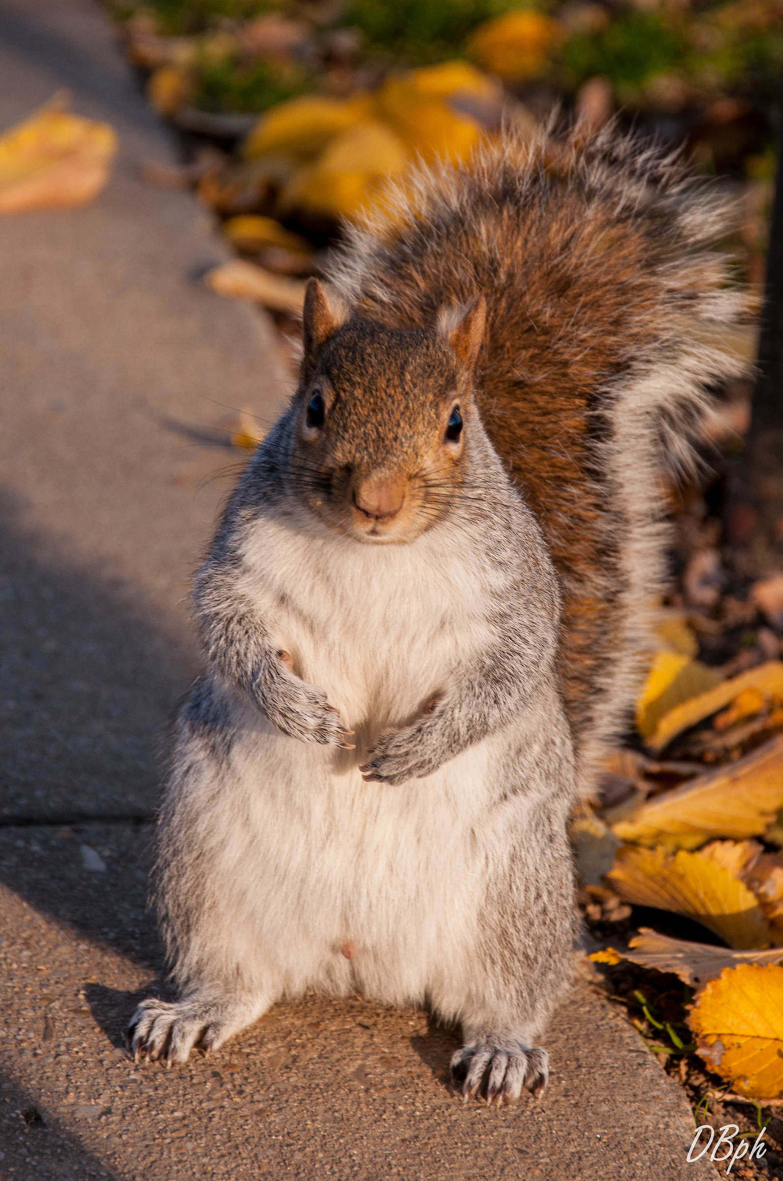 Scoiattolo in Washington d.c.