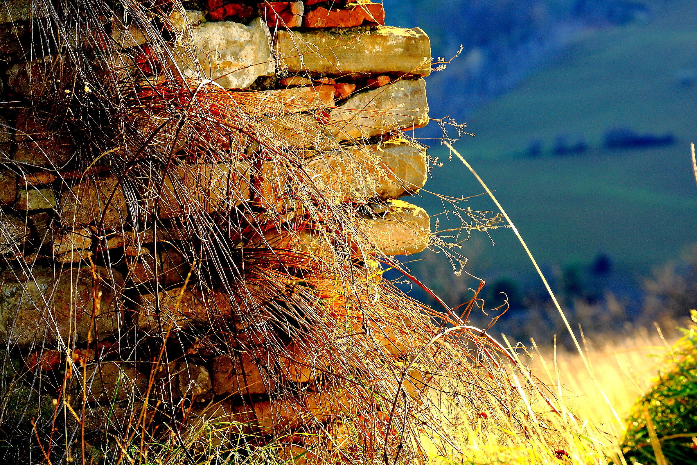 I remember my paternal grandmother.