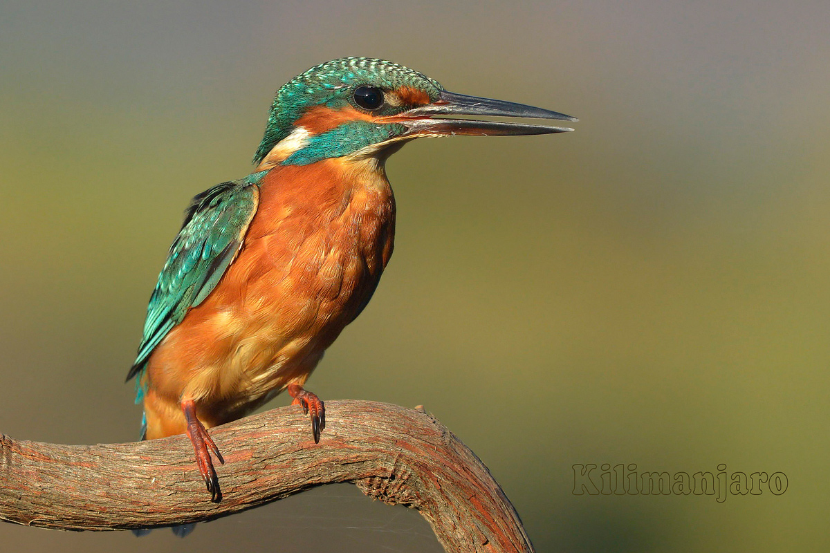 Martino ,ultime luci