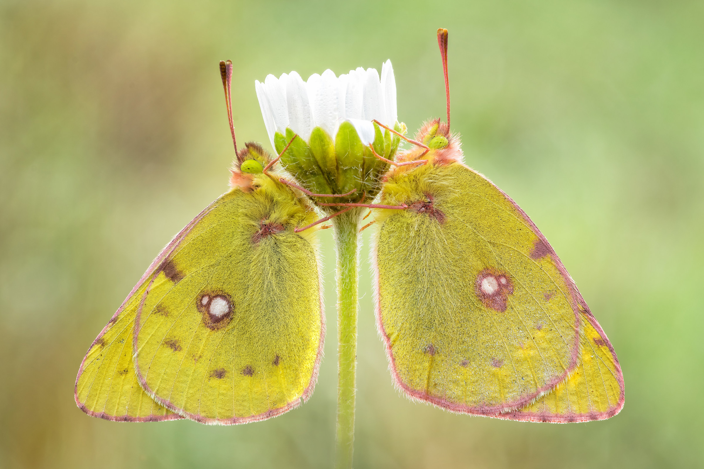 Coppia di Colias crocea (Fourcroy, 1785)