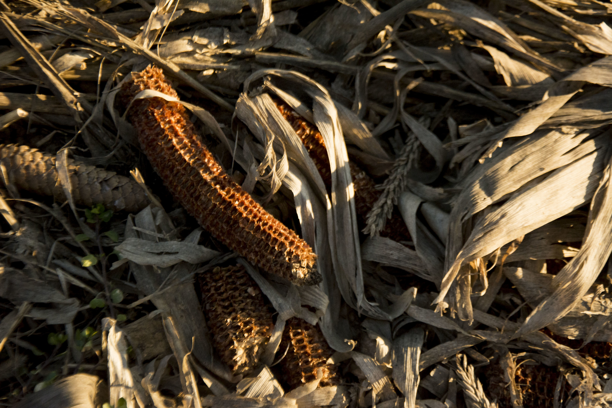 Una pannocchia d'inverno