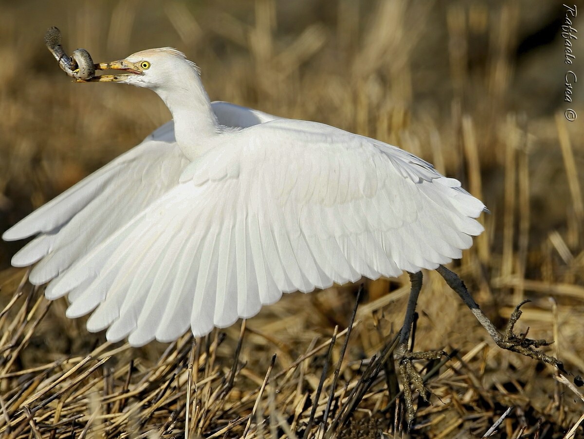 Airone Guardabuoi con preda