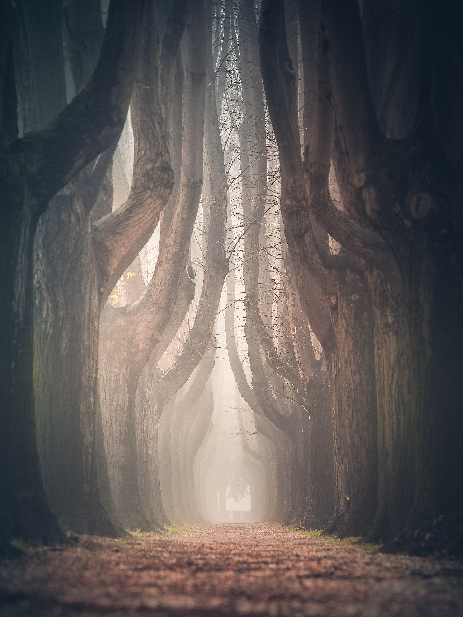 il fascino della nebbia 2