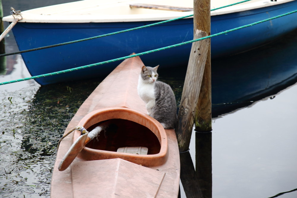 Pronti...............