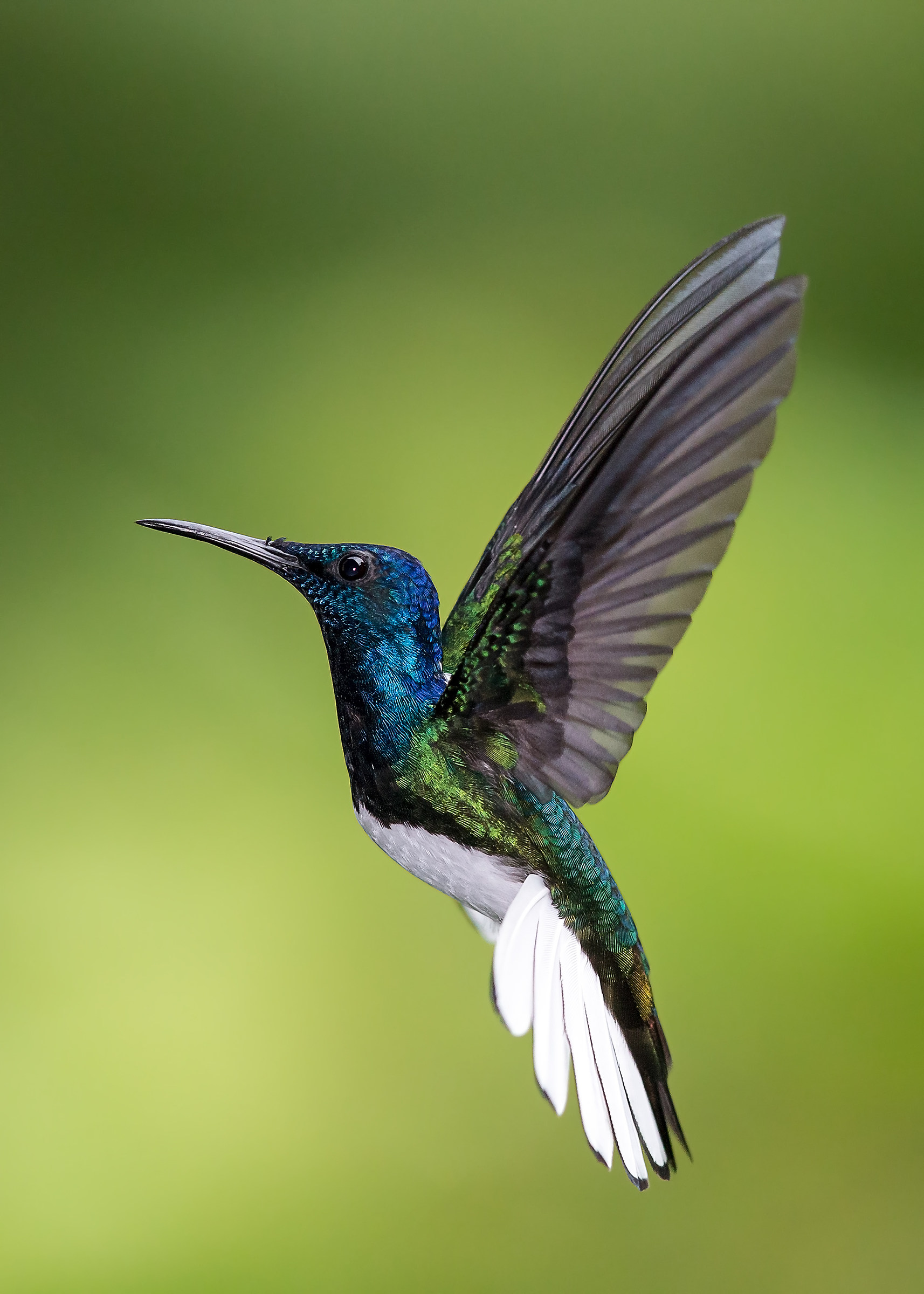 White necked jacobin (Florisuga mellivora)