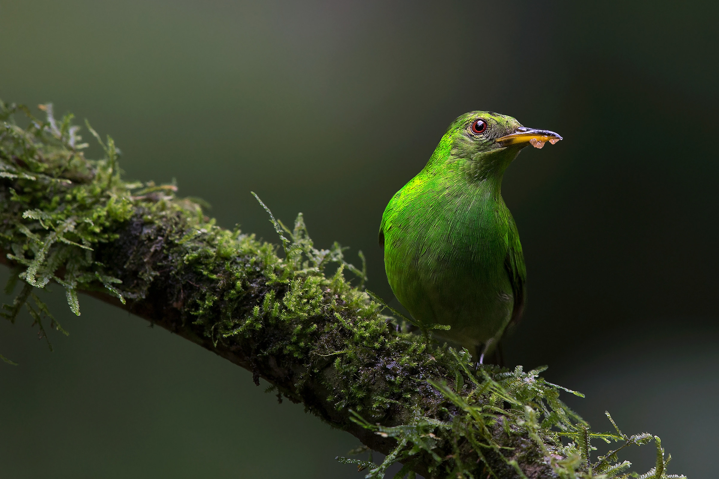 Mielero verde (Chlorophanes spiza)