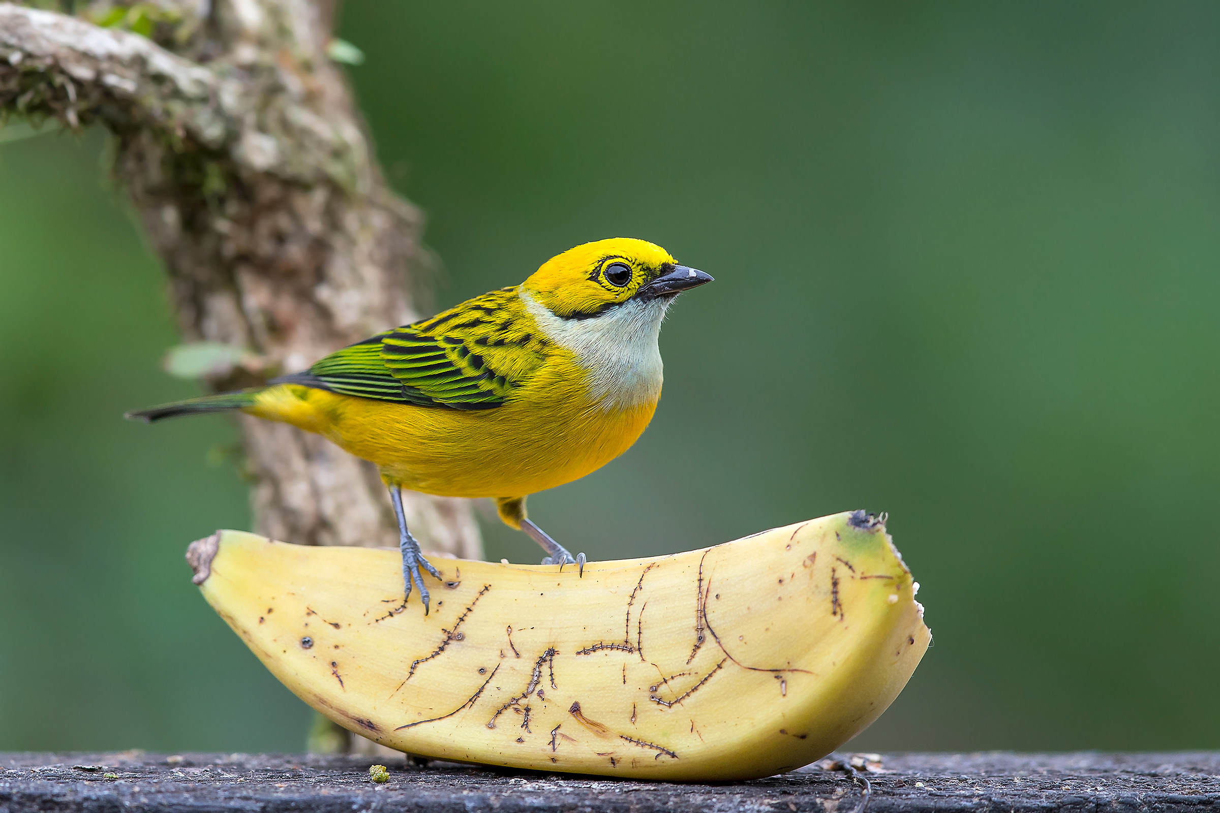 Silver throated tanager