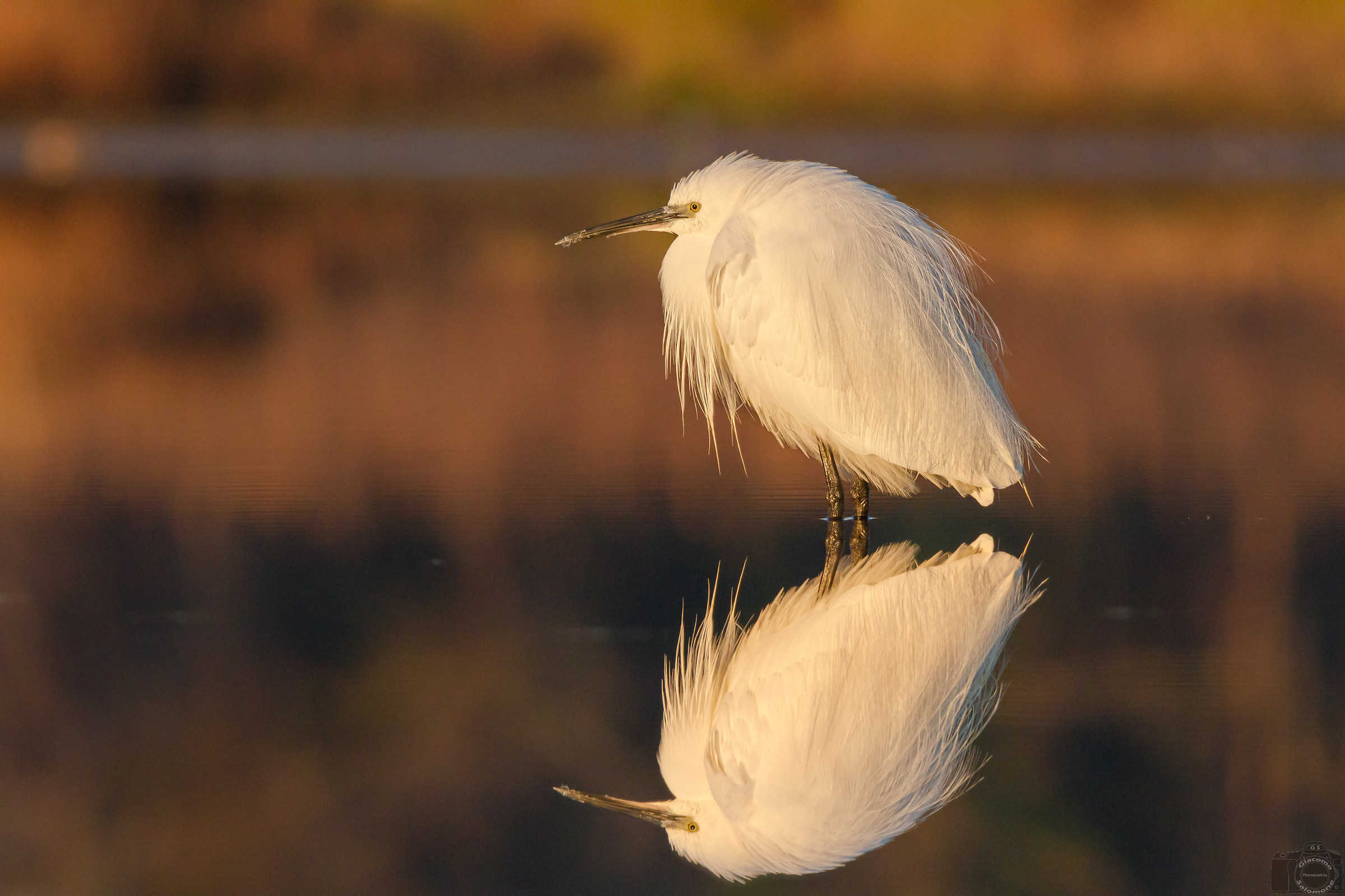 Reflections at the first lights ... Little Egret.