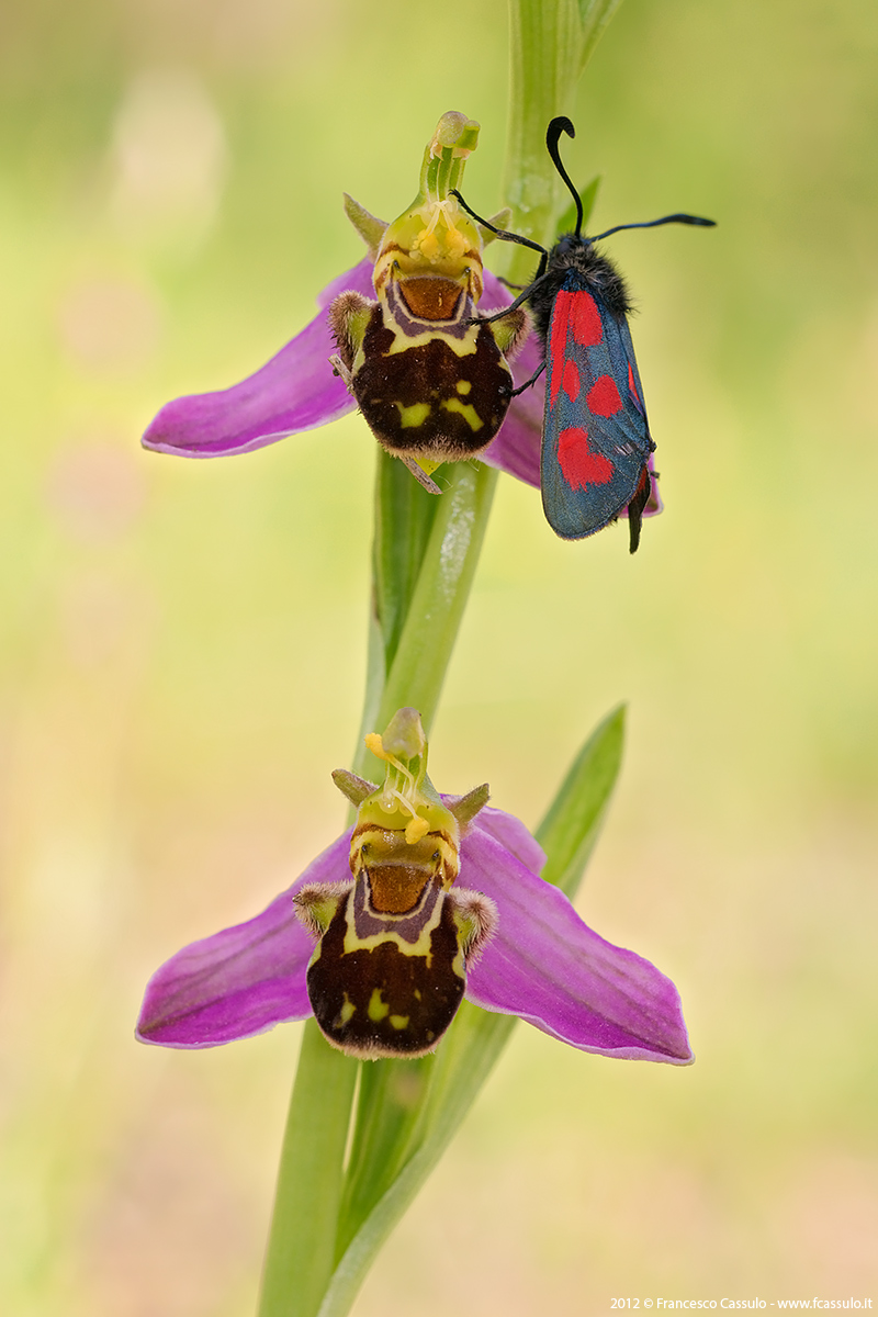 Ophrys apifera Huds., 1762