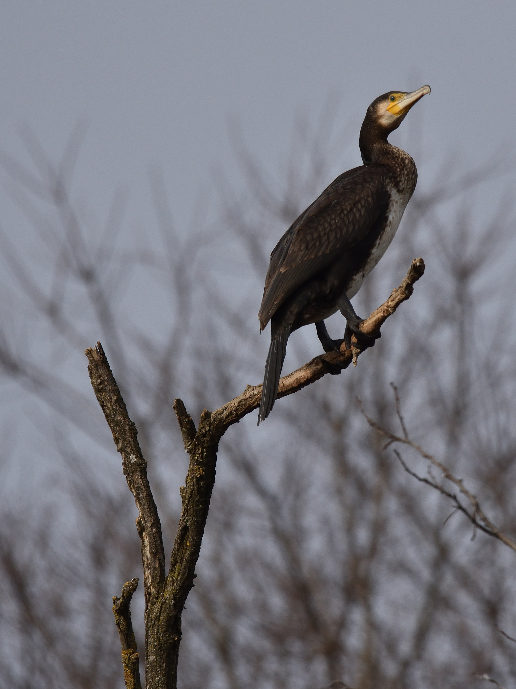 Cormorano