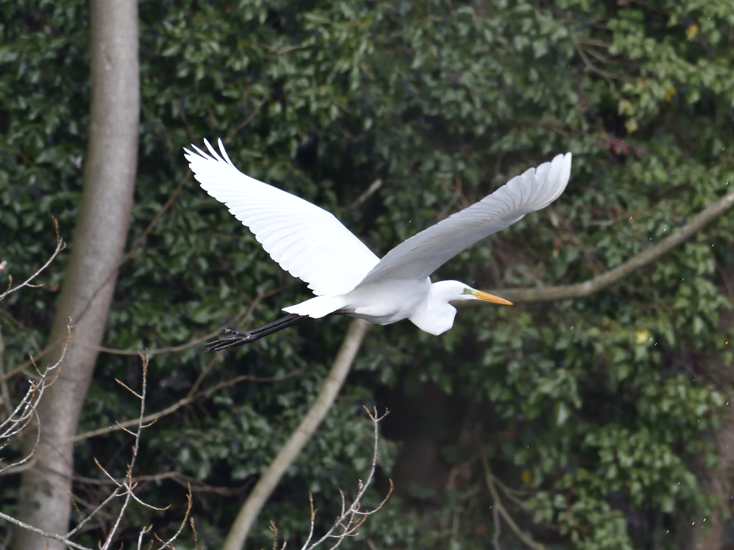Airone Bianco Maggiore