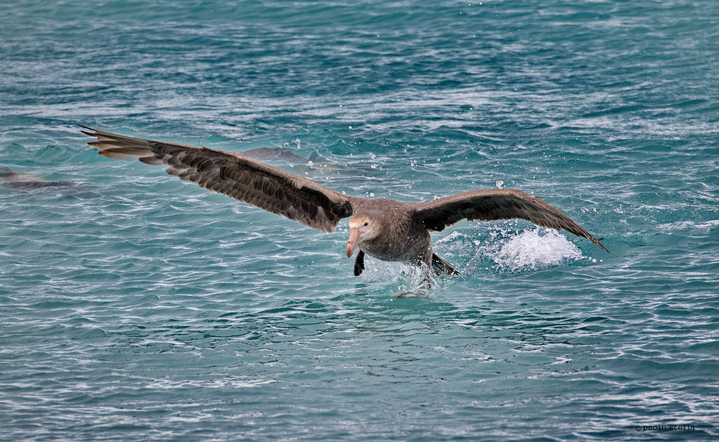 decollo dall'acqua del Petrel