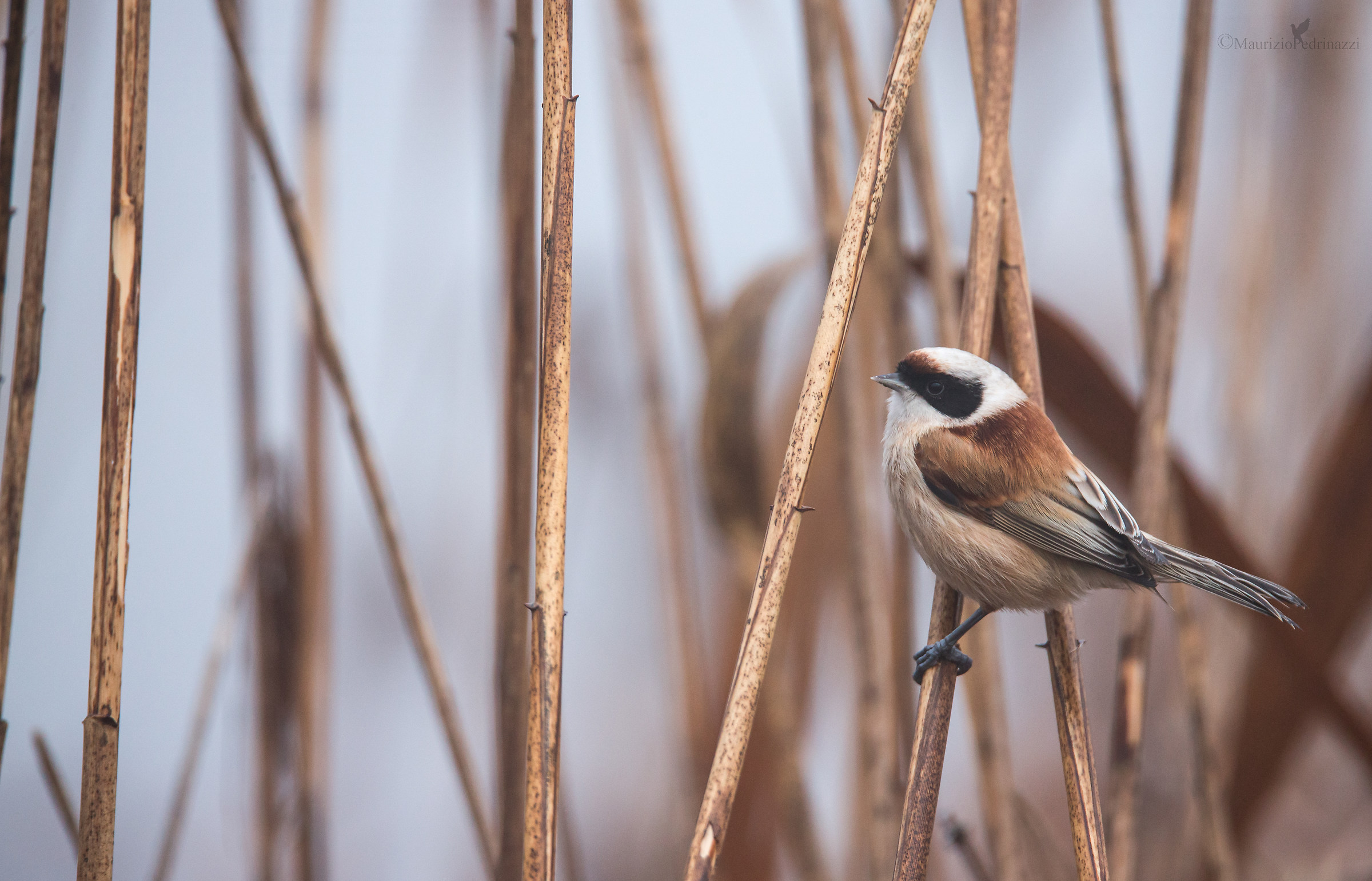 Pendolino.Remiz pendulinus.