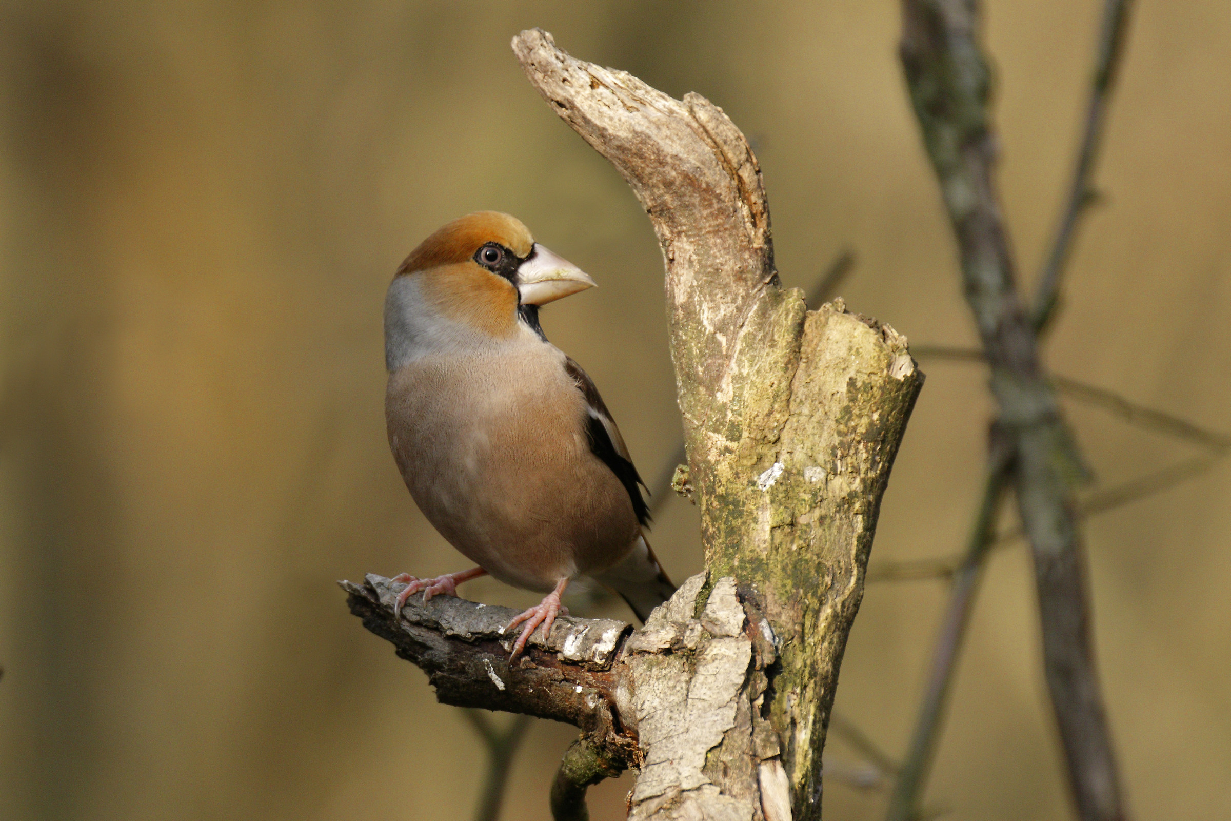Frosone maschio nel bosco