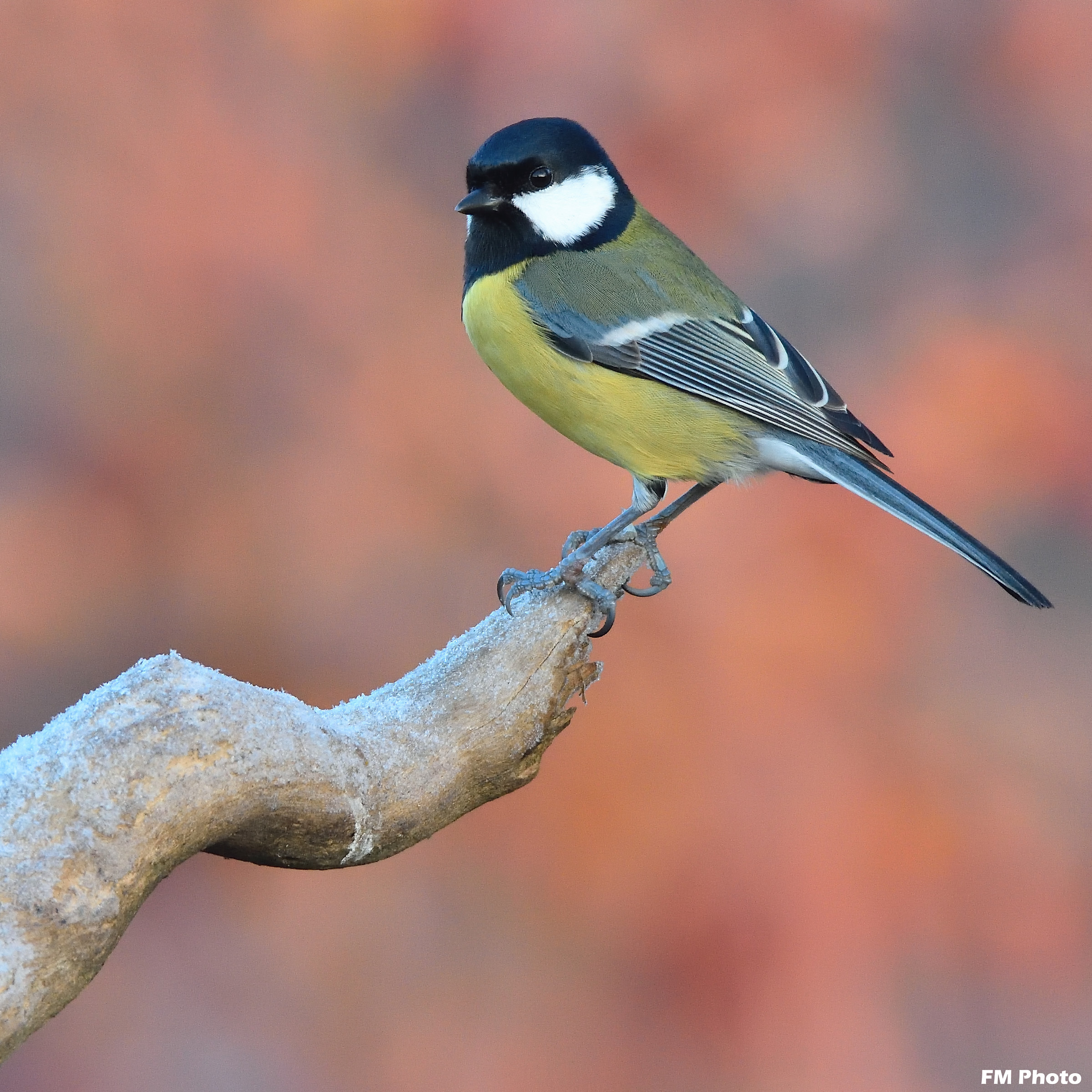 Cinciallegra in una mattina d'Inverno