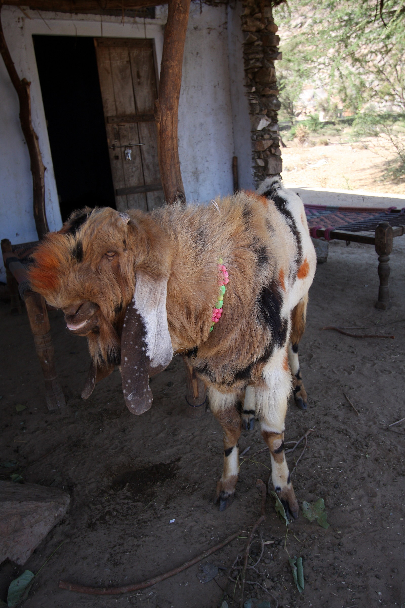 1607 - sheep with necklace, I do not know the breed.