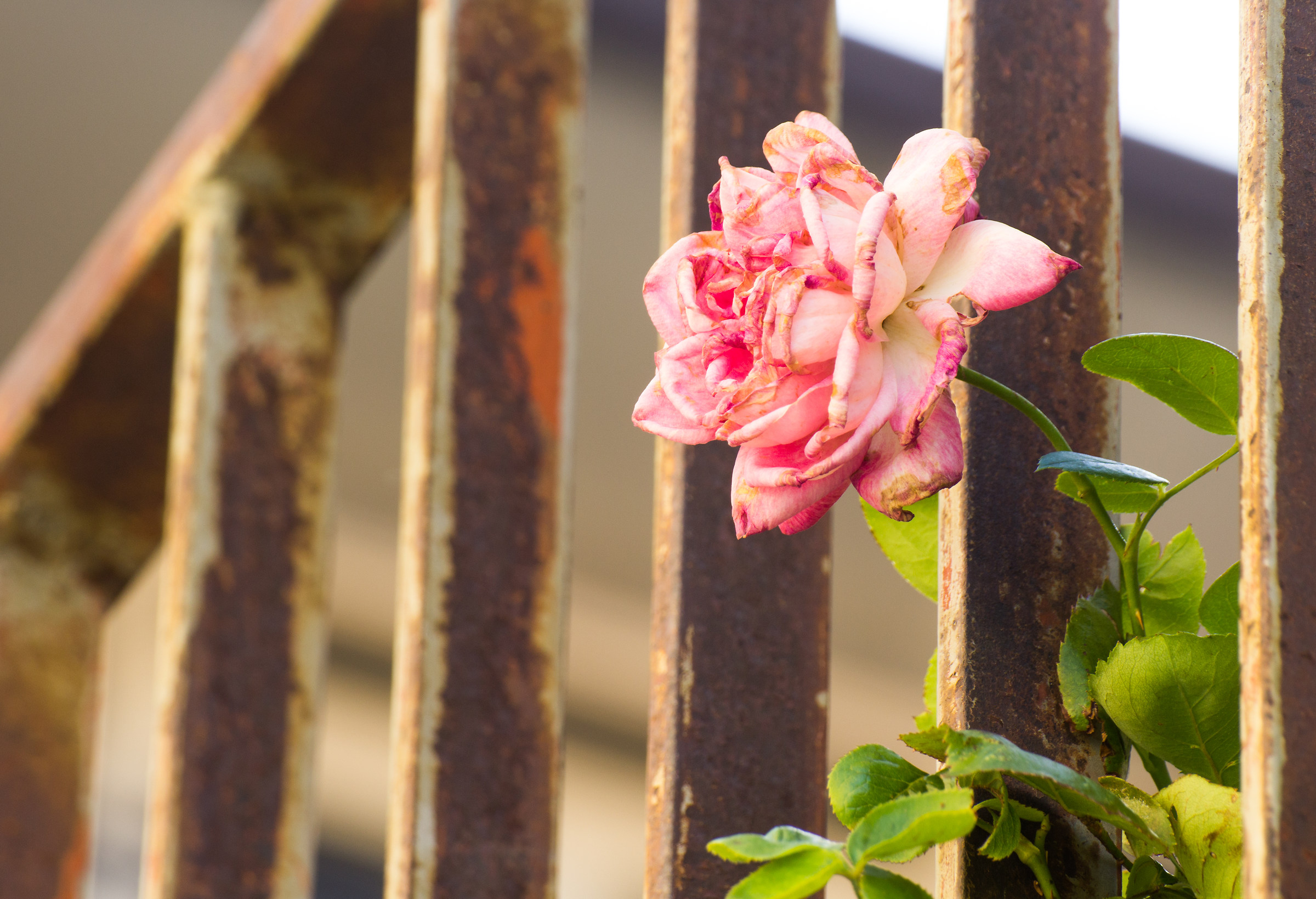 A rusty rose
