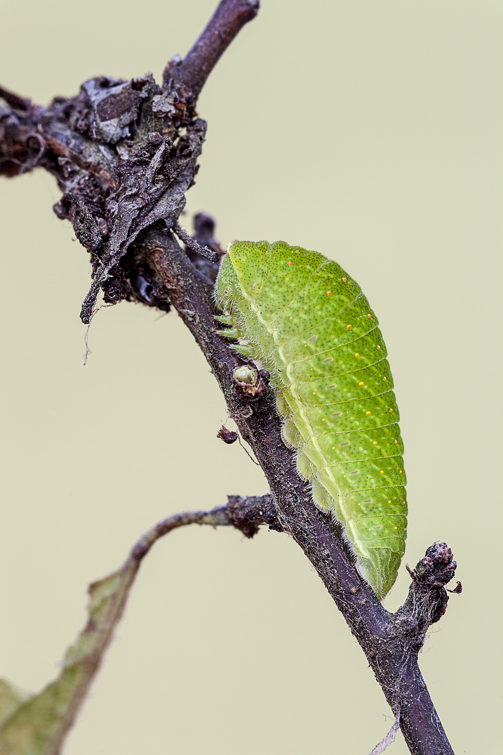 Podalirio caterpillar