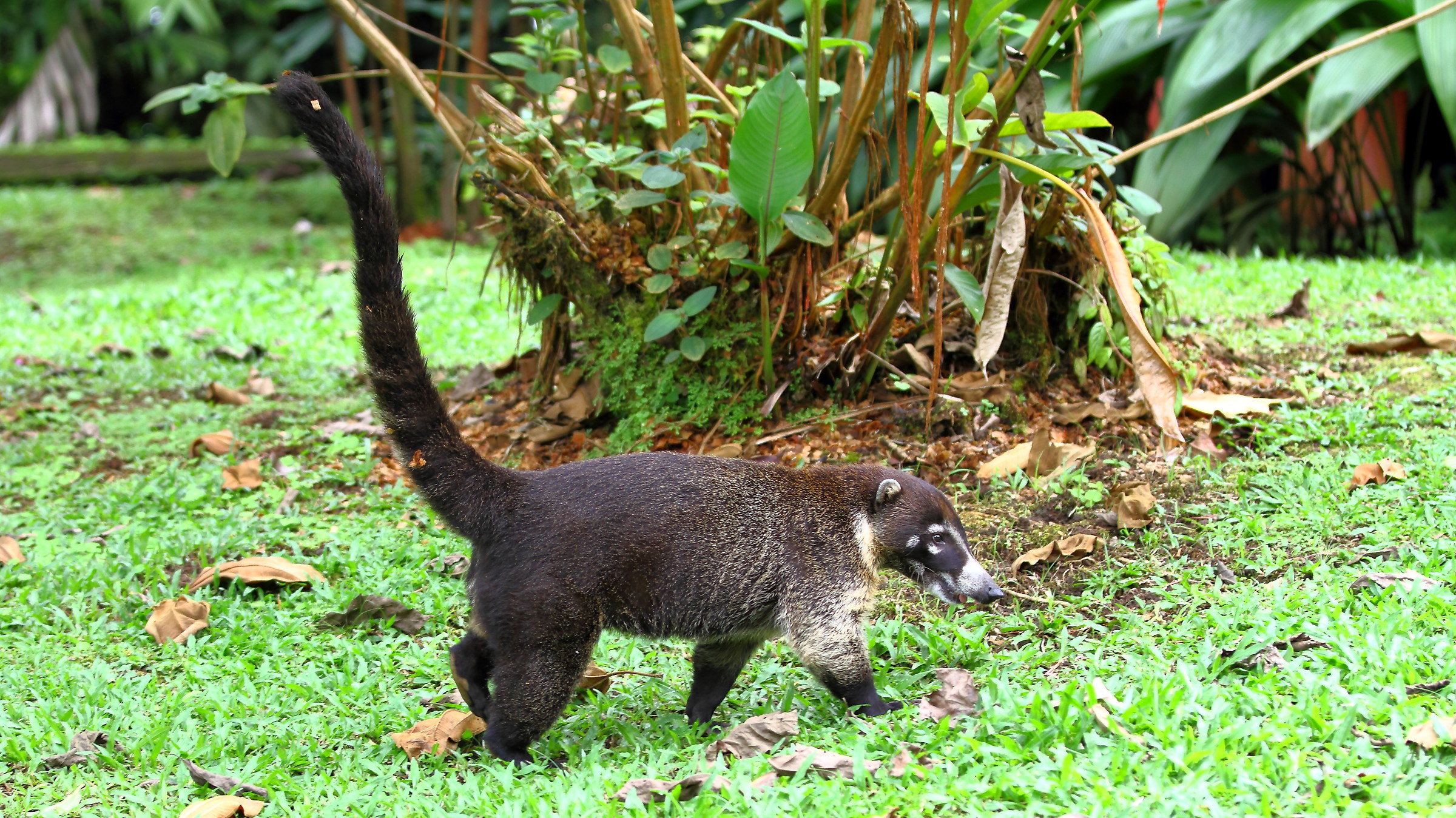 Coati (Procioni family), Costa Rica