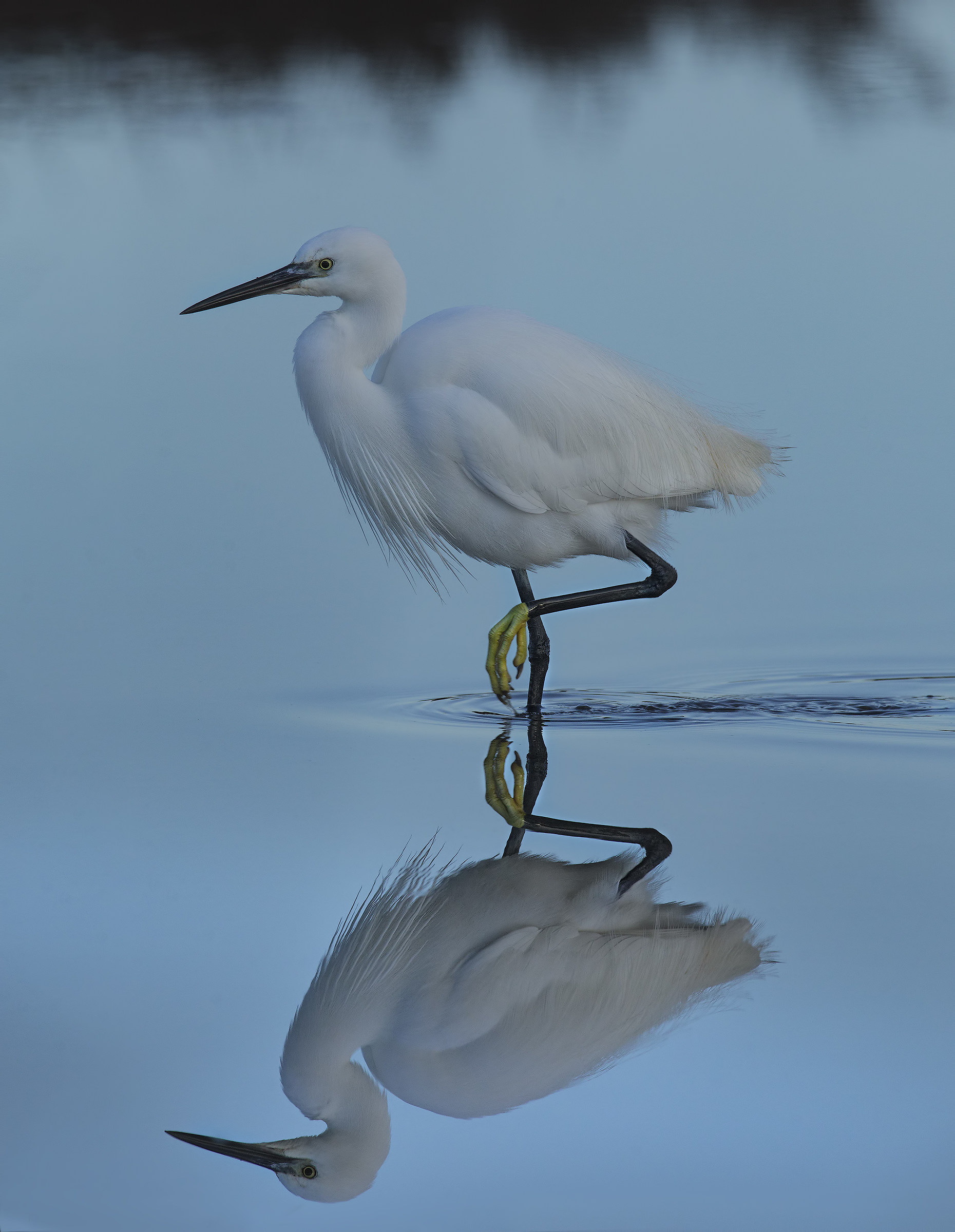 little egret .... reflection in the early morning