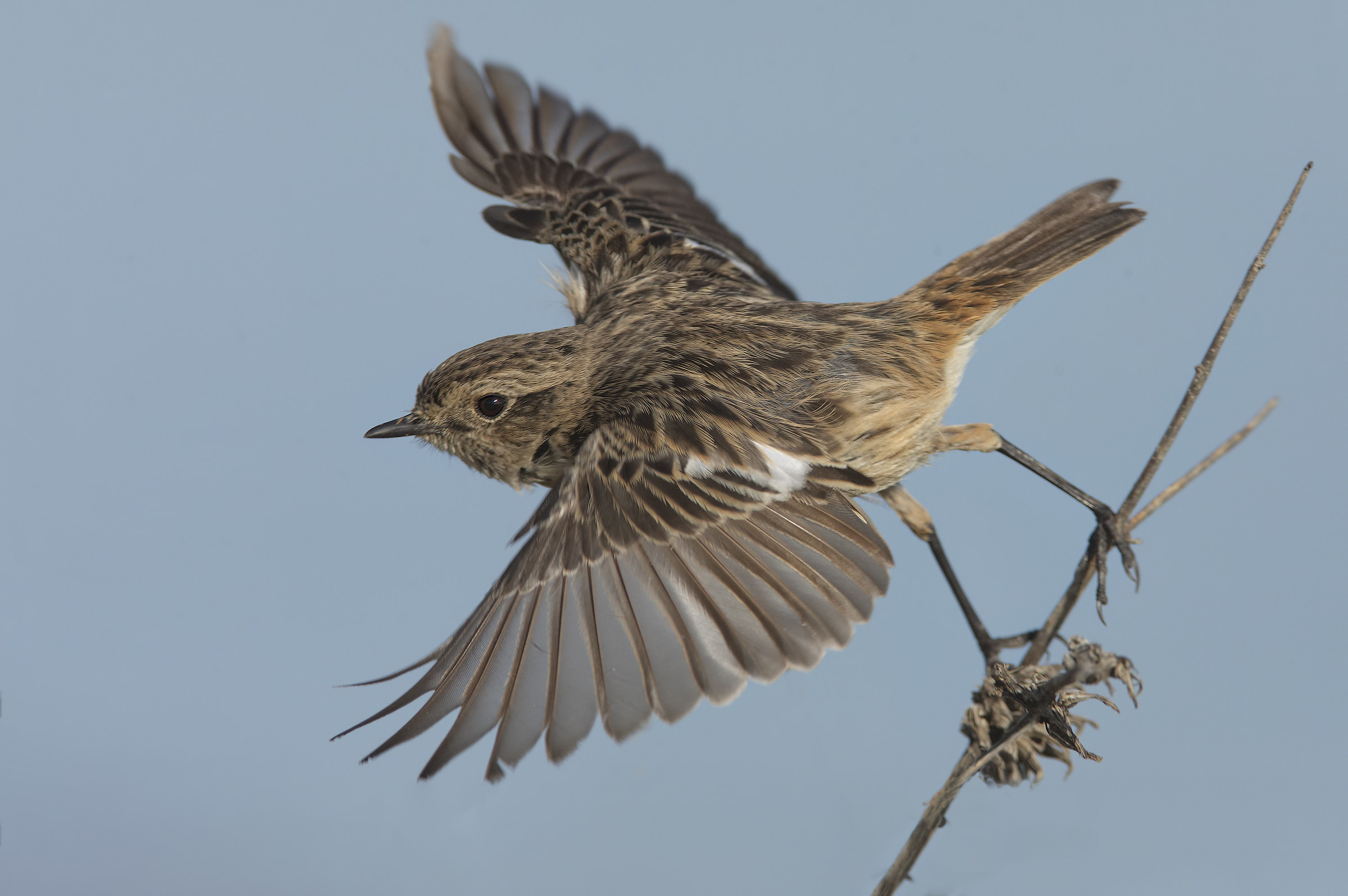 saltimpalo (saxicola torquatus) taking off
