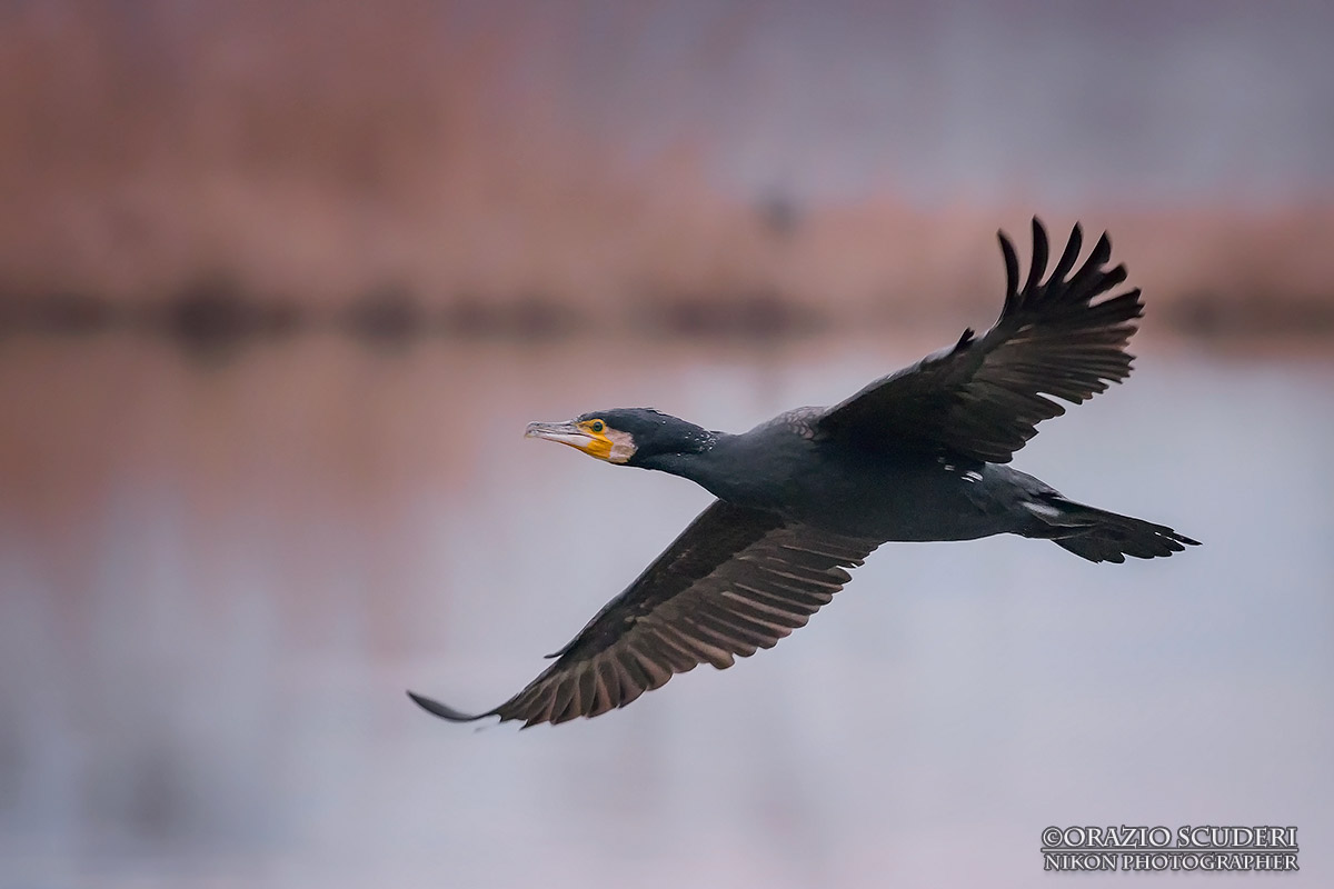 Phalacrocorax carbo