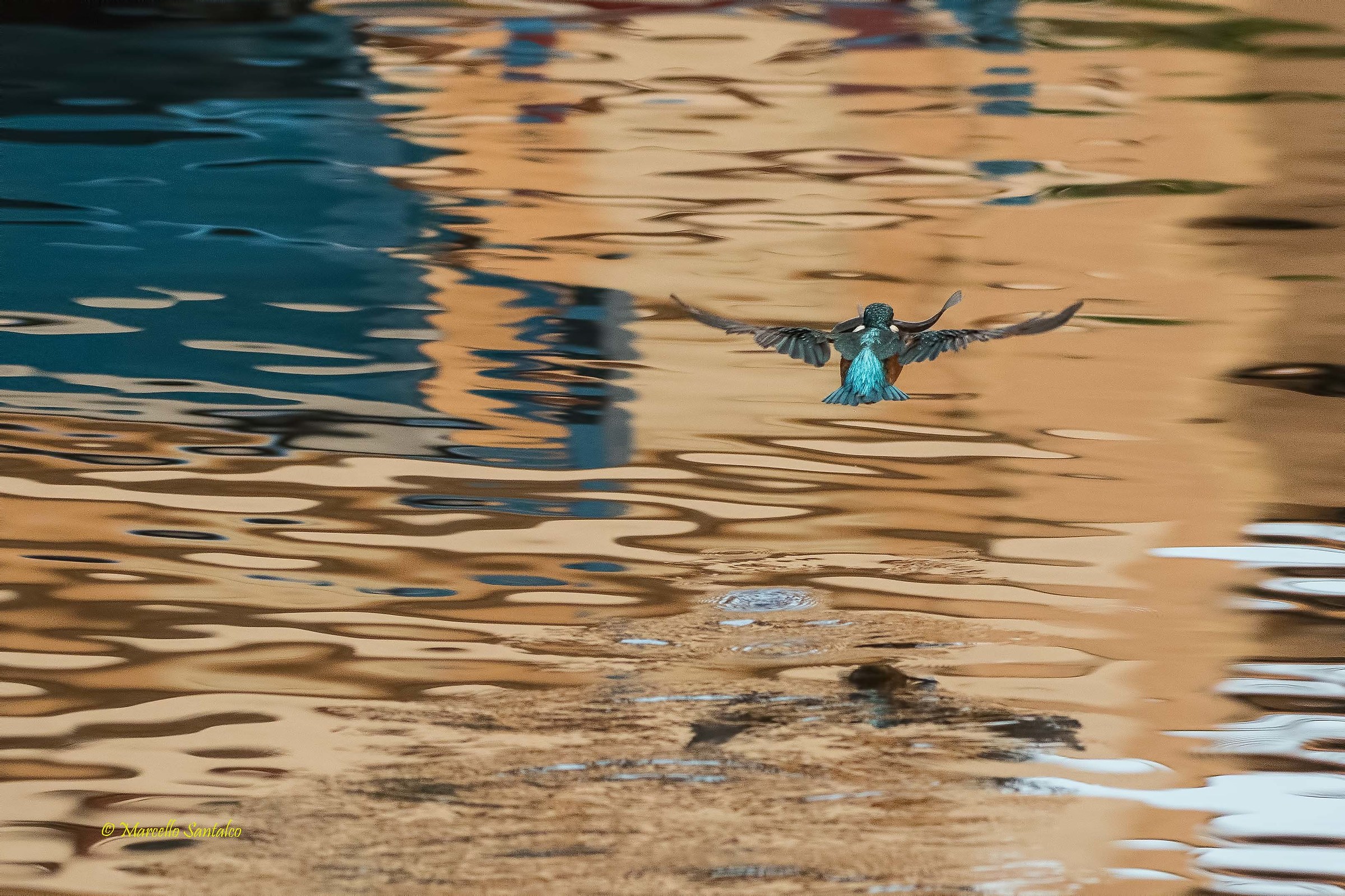 Kingfisher with prey