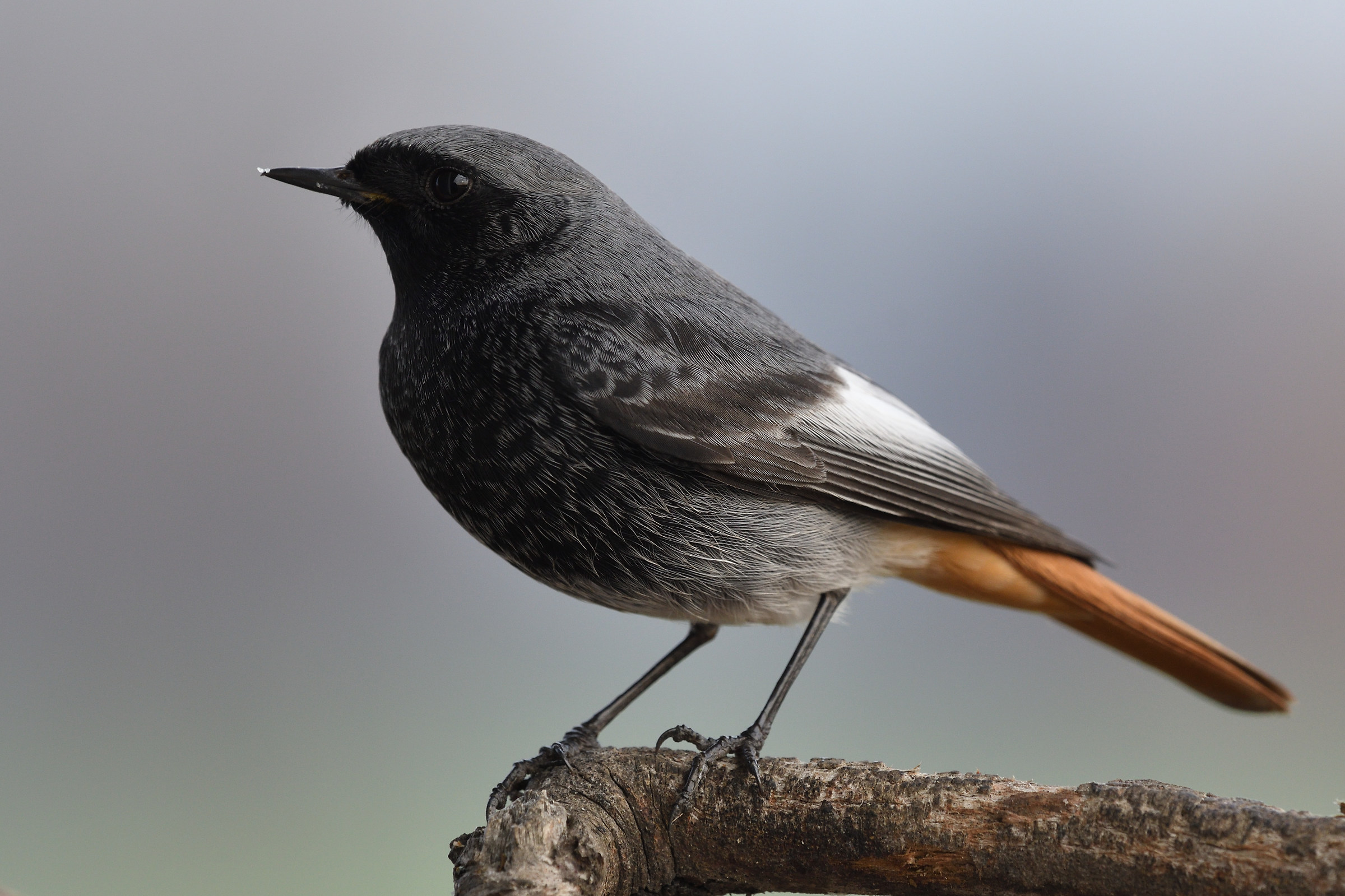 Redstart Chimney sweep 3