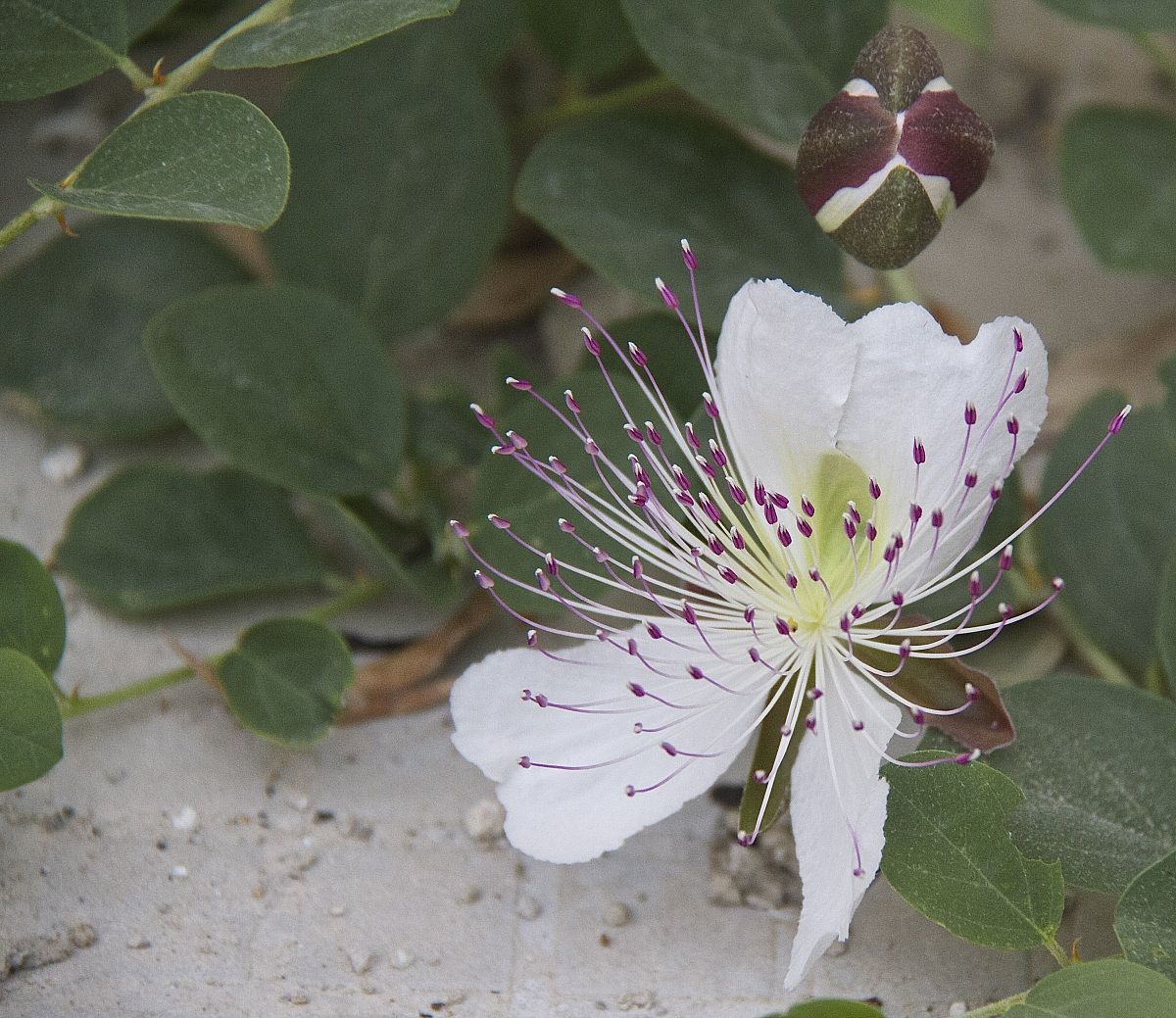 ... caper flower ...