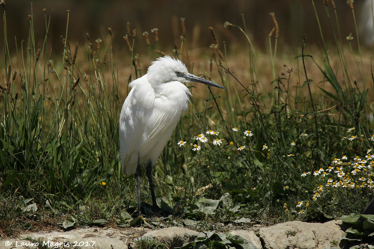 Young egret